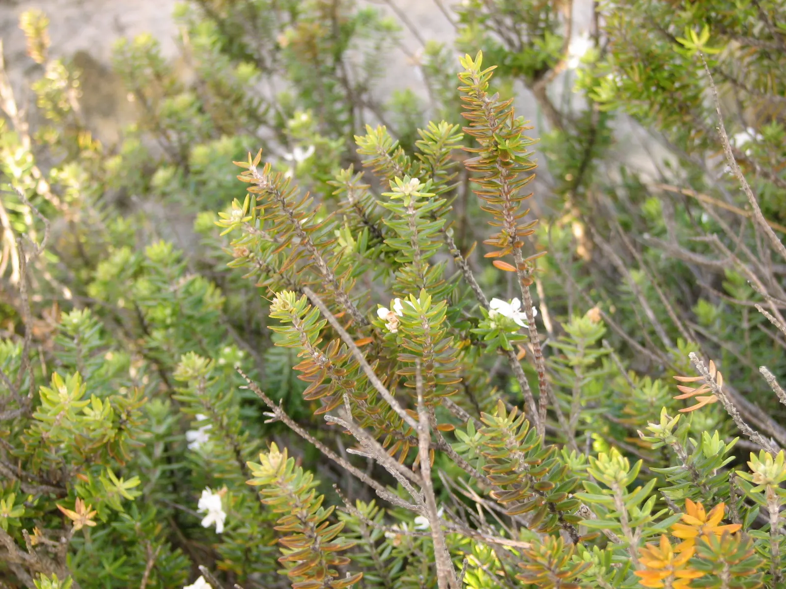 Coast Rosemary (Westringia fruticosa) — shrub for full