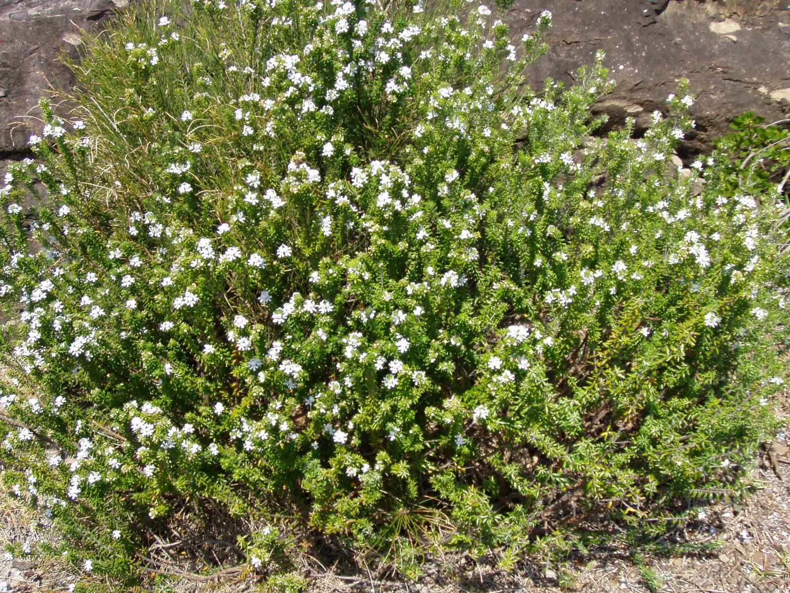 Coast Rosemary (Westringia fruticosa) — requires minimal watering