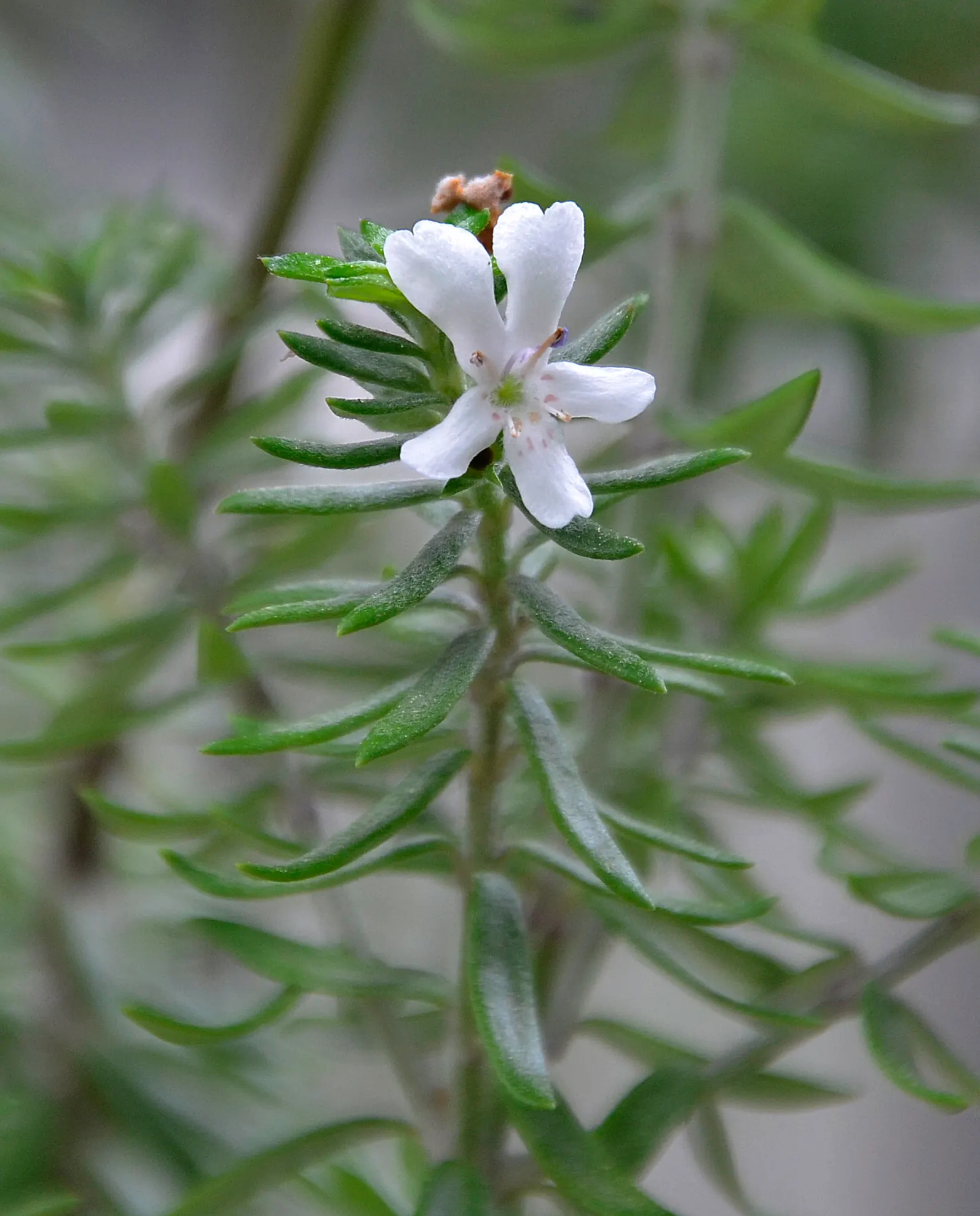 Coast Rosemary (Westringia fruticosa) — making it a delightful contrast against darker greens in the landscape