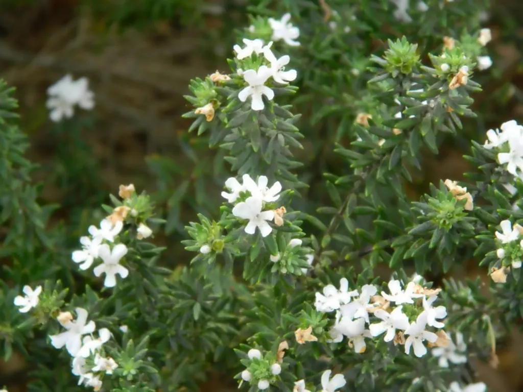 Coast Rosemary (Westringia fruticosa) — It also attracts bees and butterflies, thus promoting pollinator health in the garden