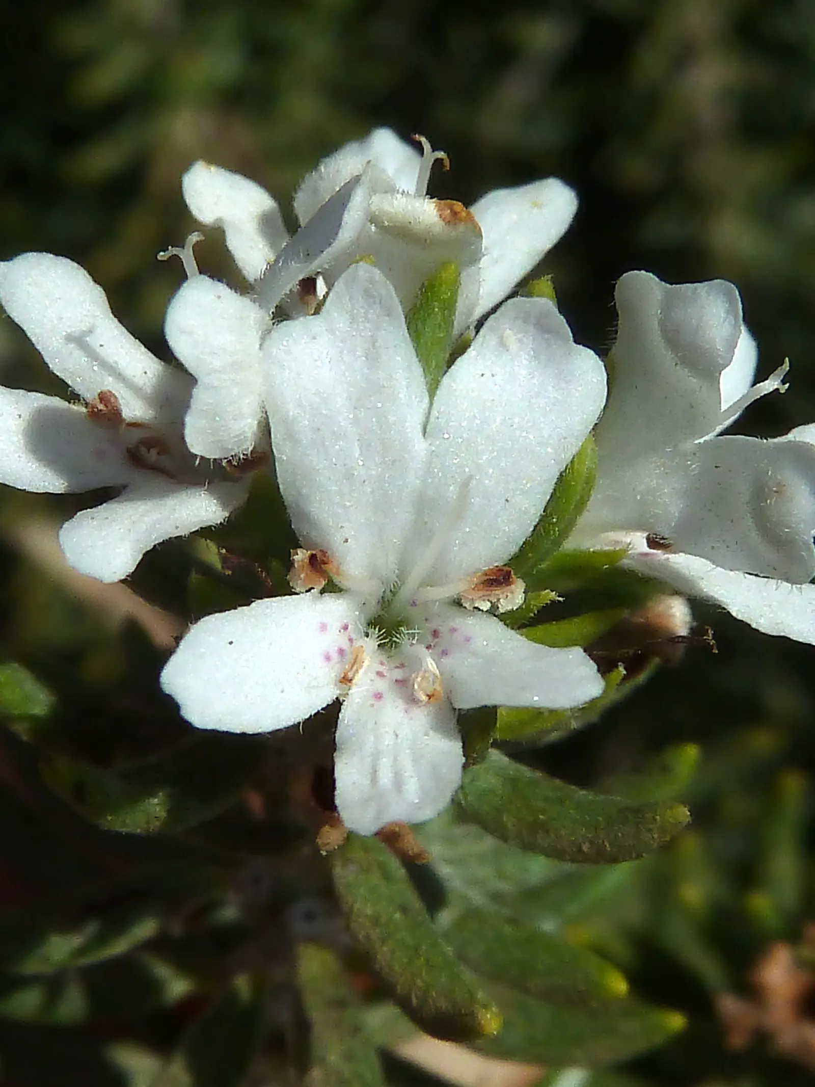 Coast Rosemary (Westringia fruticosa) — Its drought resilience and salt tolerance make it ideal for coastal settings; offering year-round foliage and structure