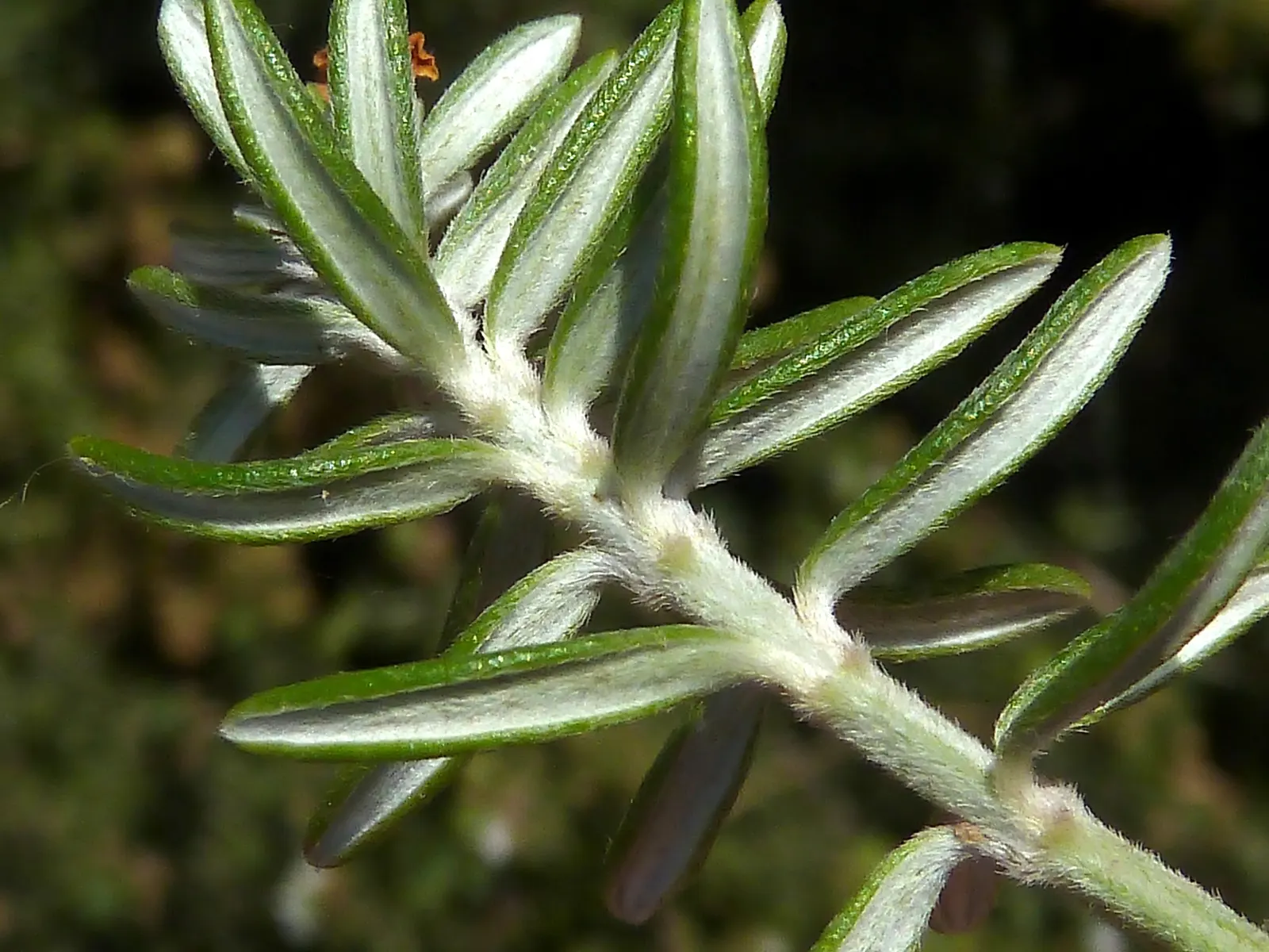 Coast Rosemary (Westringia fruticosa) — In spring and intermittently throughout the year