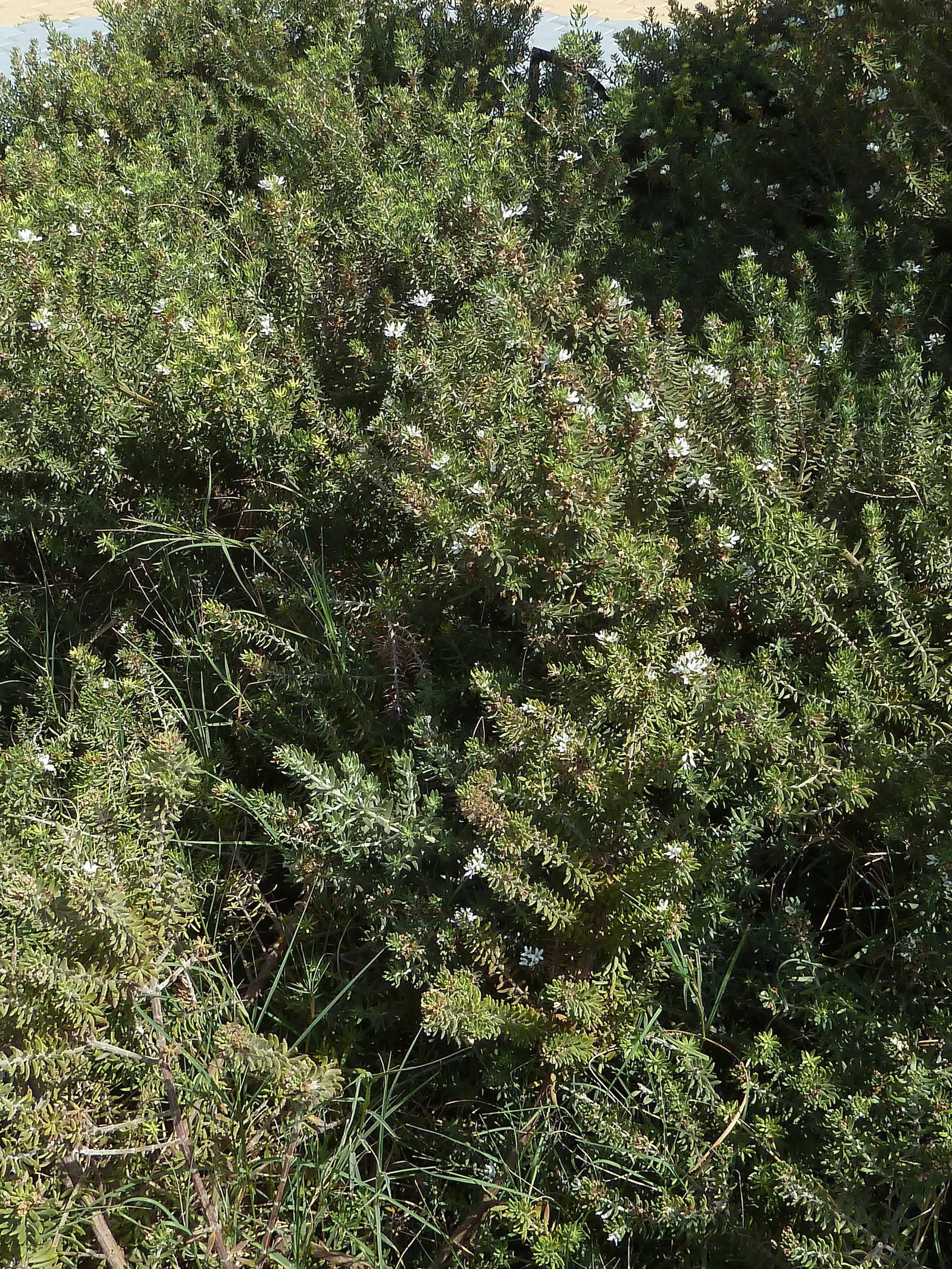 Coast Rosemary (Westringia fruticosa) — With minimal pest and disease issues