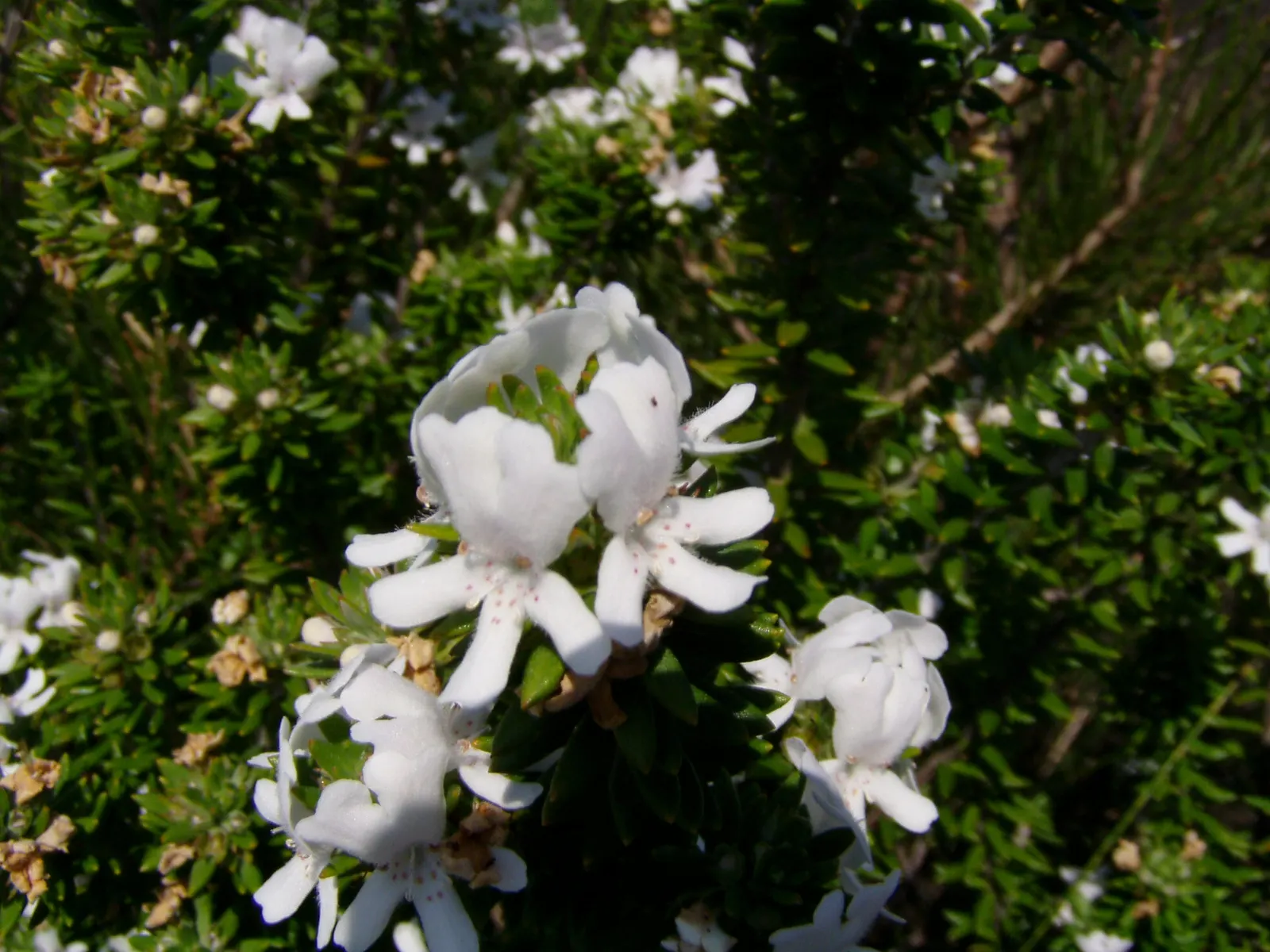 Coast Rosemary (Westringia fruticosa) — making it a delightful contrast against darker greens in the landscape; its drought resilience and salt tolerance make