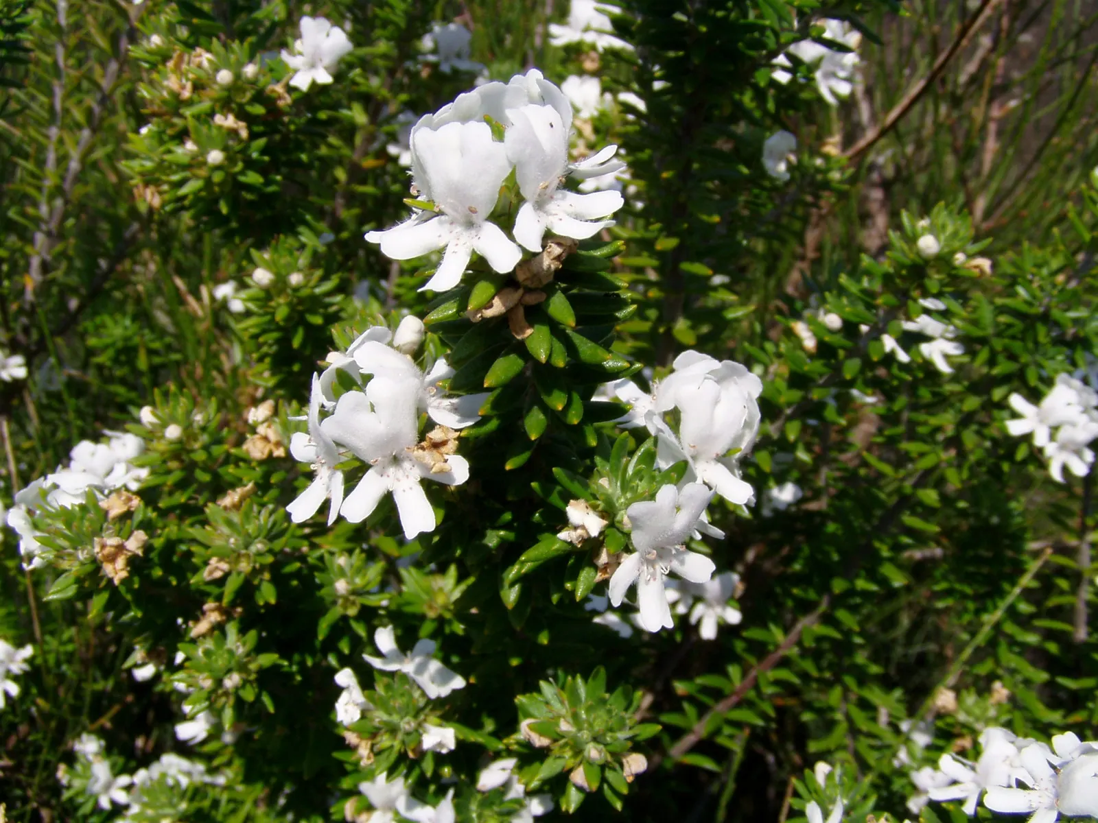 Coast Rosemary (Westringia fruticosa) — white to light-lavender blooms