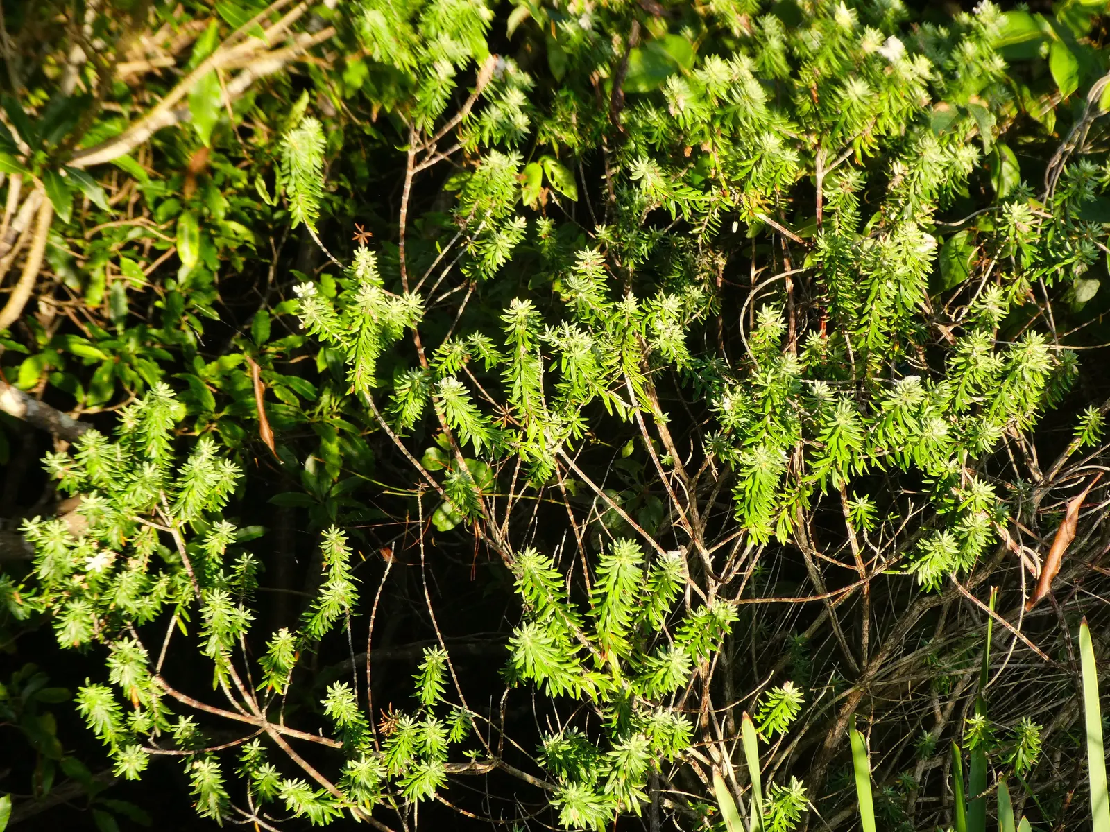 Coast Rosemary (Westringia fruticosa) — In spring and intermittently throughout the year; this robust plant typically grows to 4-6 feet in height and width