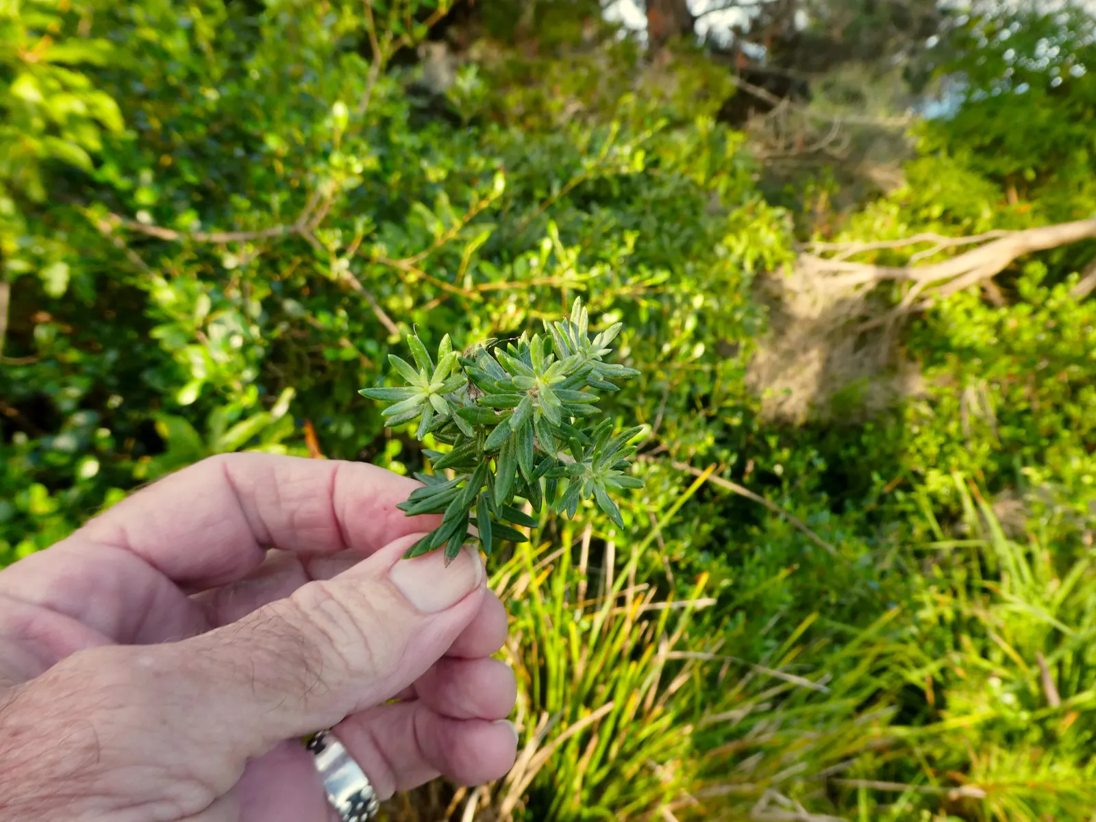 Coast Rosemary (Westringia fruticosa) — is a versatile and hardy evergreen shrub that is ideal for a variety of landscape designs