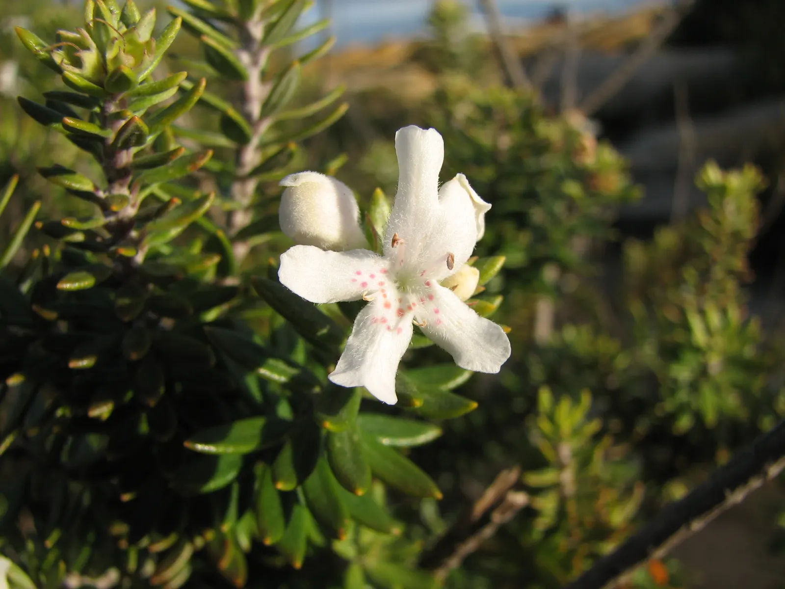 Coast Rosemary (Westringia fruticosa) — resilient addition to any landscape