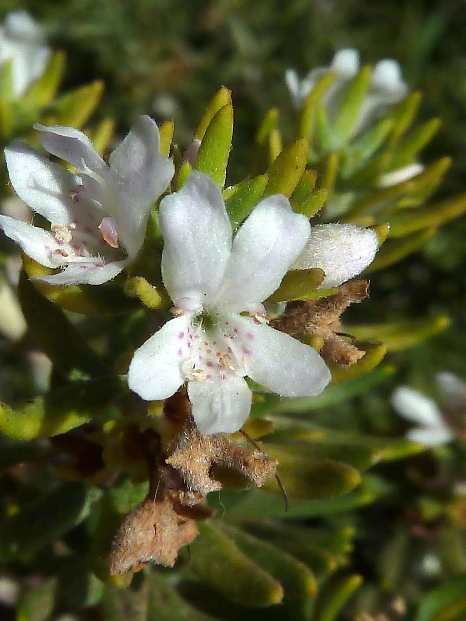 Coast Rosemary (Westringia fruticosa) — an ideal choice for seaside gardens; its drought resilience and salt tolerance make it ideal for coastal settings