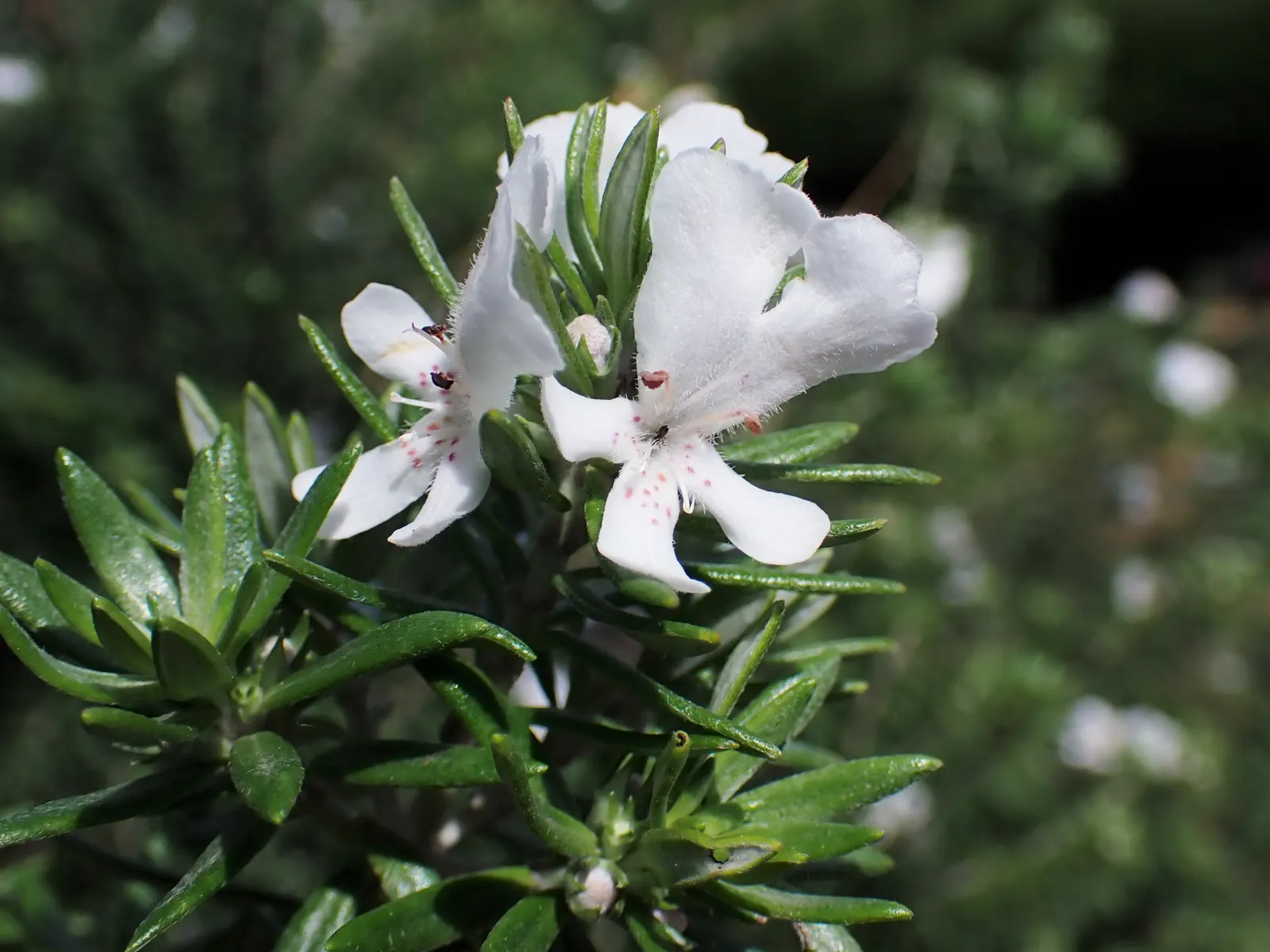 Coast Rosemary (Westringia fruticosa) — Prune lightly to maintain shape; its drought resilience and salt tolerance make it ideal for coastal settings