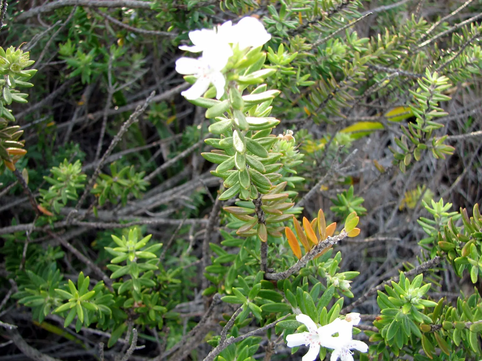 Coast Rosemary (Westringia fruticosa) — scientifically known as Westringia fruticosa; requires minimal watering