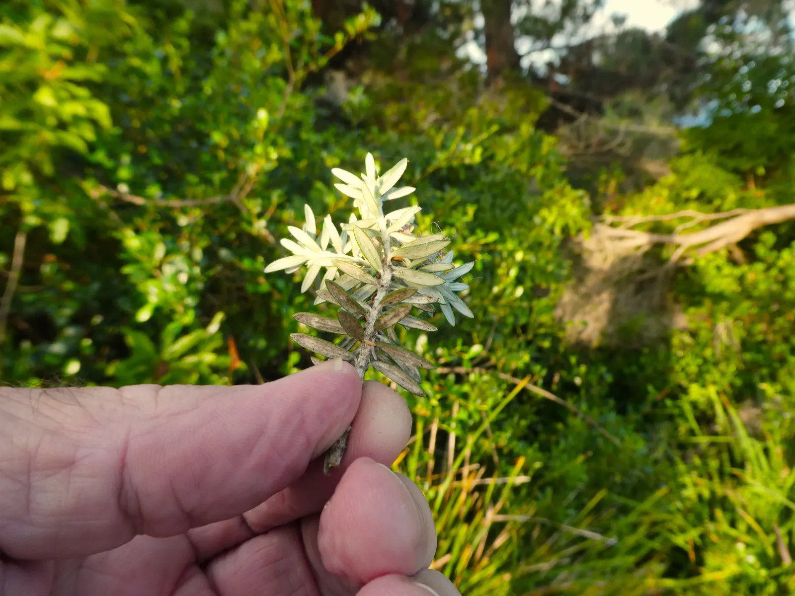 Coast Rosemary (Westringia fruticosa) — Its drought resilience and salt tolerance make it ideal for coastal settings