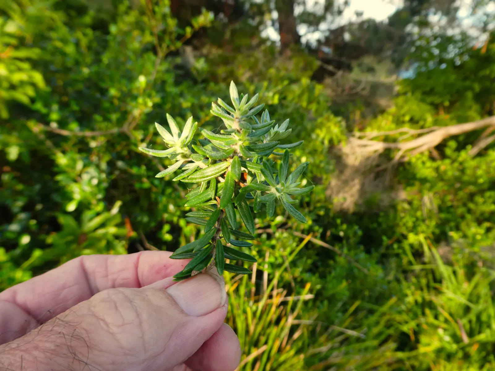 Coast Rosemary (Westringia fruticosa) — is a versatile and hardy evergreen shrub that is ideal for a variety of landscape designs; offering year-round foliage