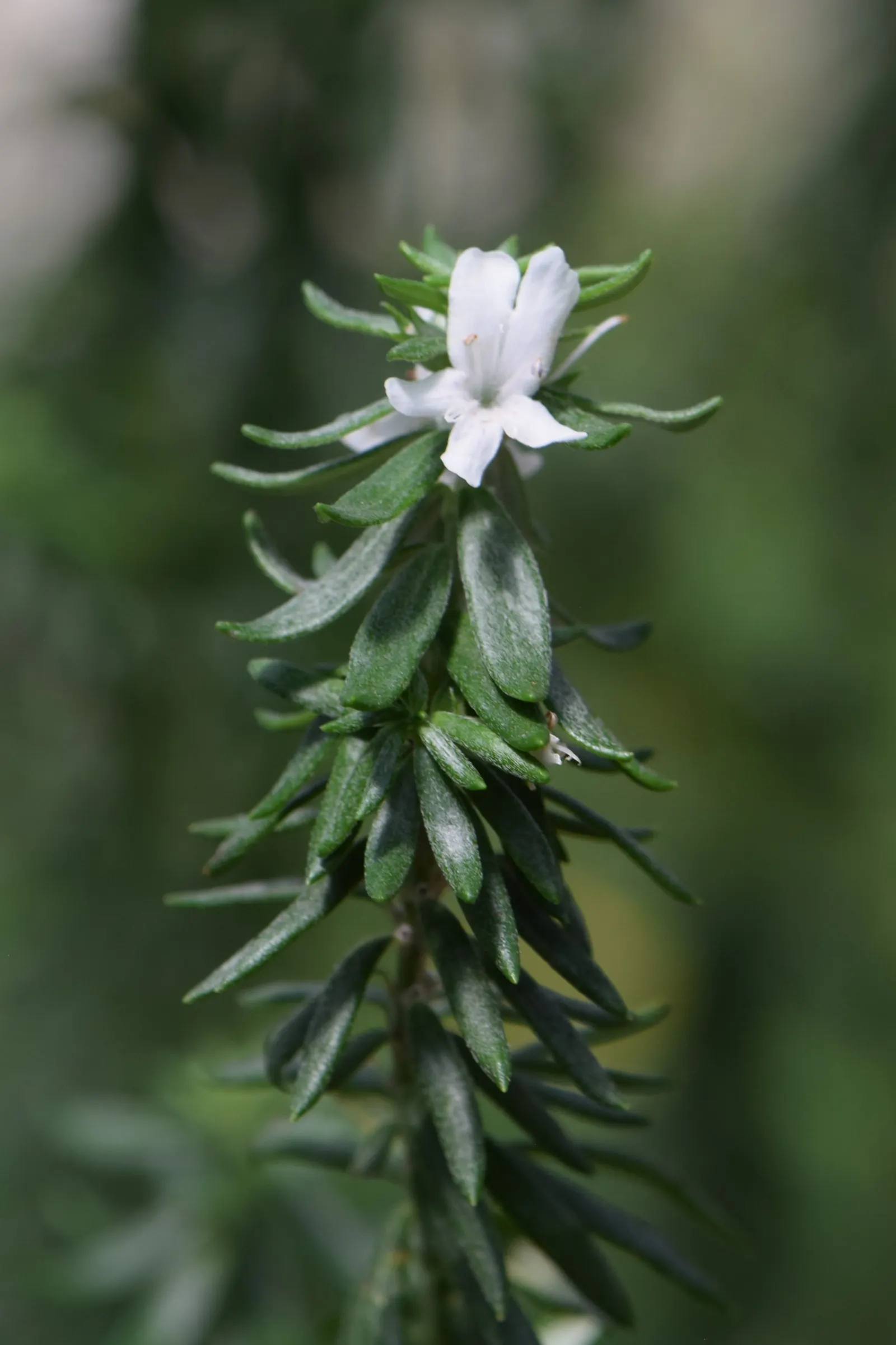 Coast Rosemary (Westringia fruticosa) — The Coast Rosemary (Westringia fruticosa) exudes hardiness and elegance with its needle-like; its drought resilience
