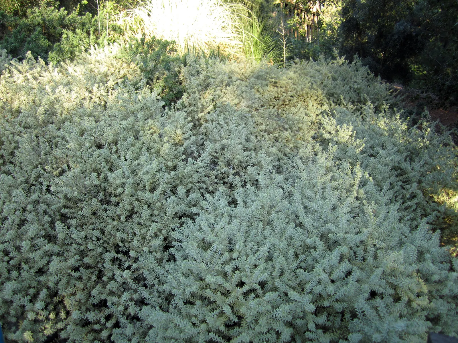 Coast Rosemary (Westringia fruticosa) — making it an excellent candidate for water-wise landscaping.<br><br>When incorporating into garden designs; requires