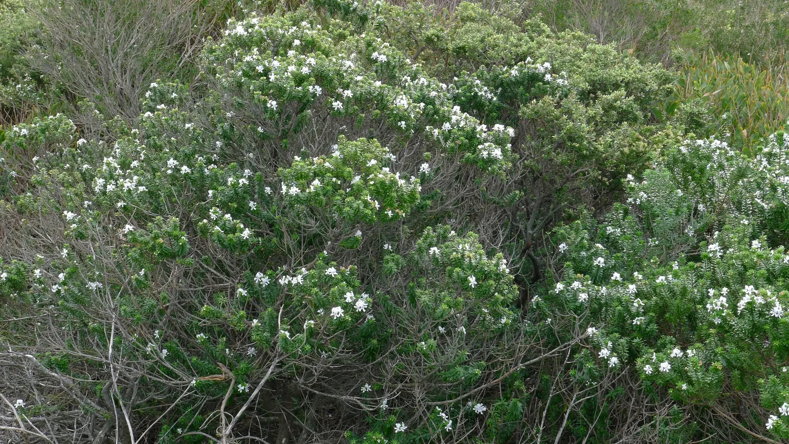 Coast Rosemary (Westringia fruticosa) — or part of a mixed border