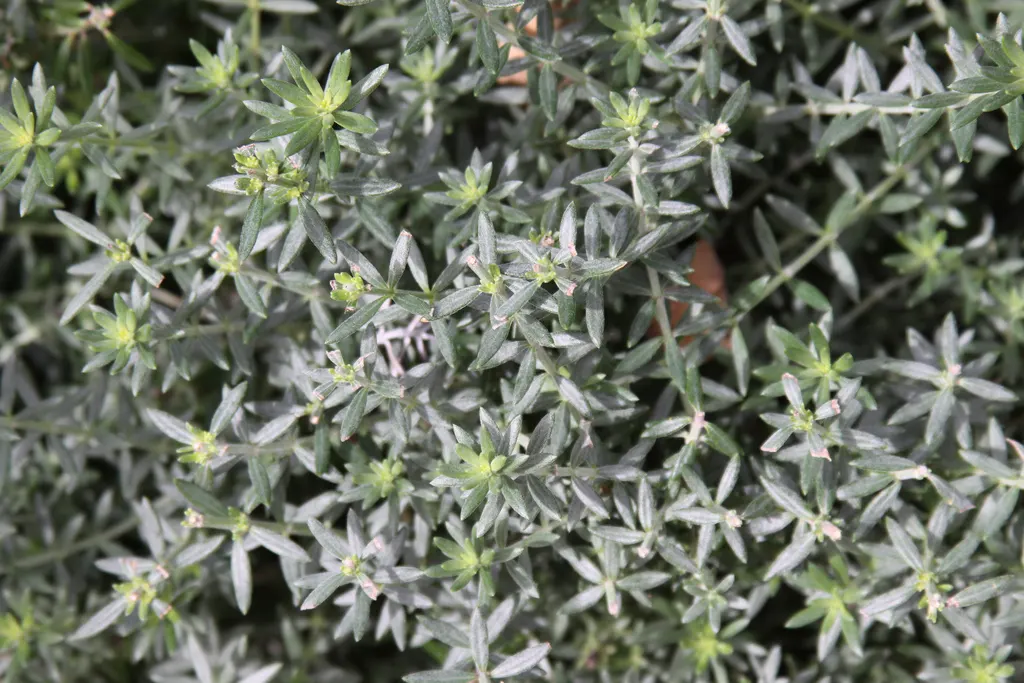 Coast Rosemary (Westringia fruticosa) — white to pale blue flowers that resemble those of the true rosemary; requires minimal watering