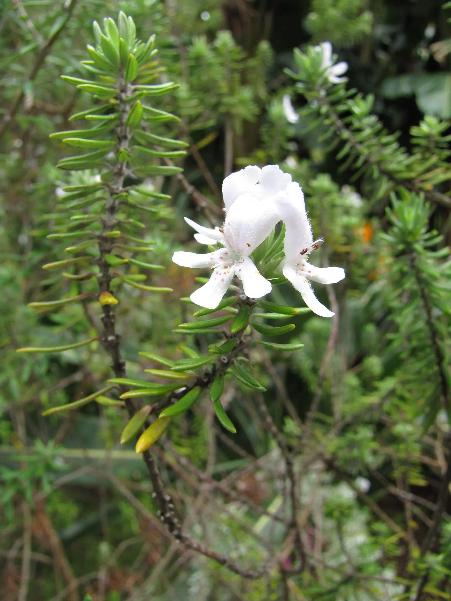 Coast Rosemary (Westringia fruticosa) — white-fuzzy texture on the underside