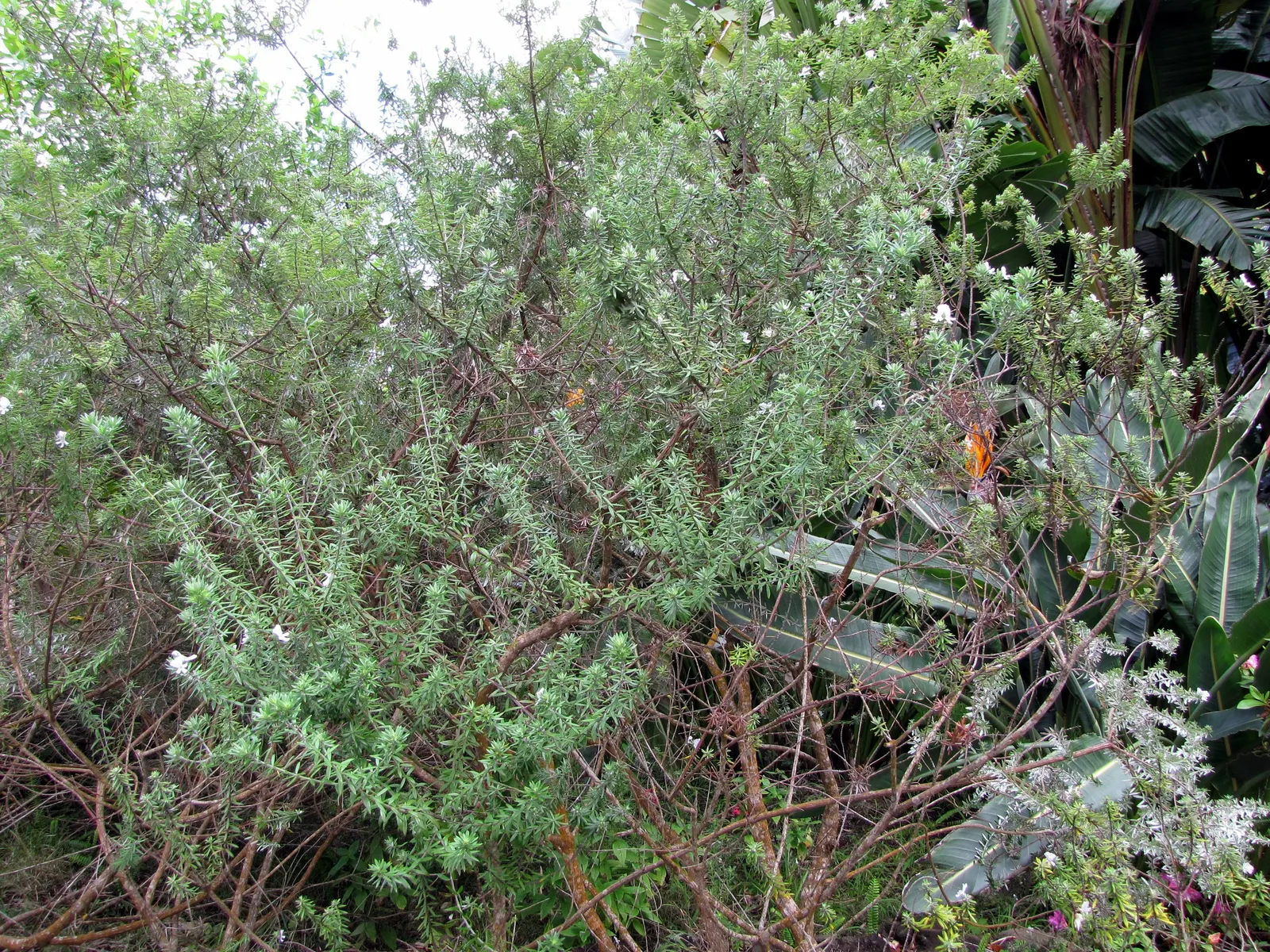 Coast Rosemary (Westringia fruticosa) — scientifically known as Westringia fruticosa