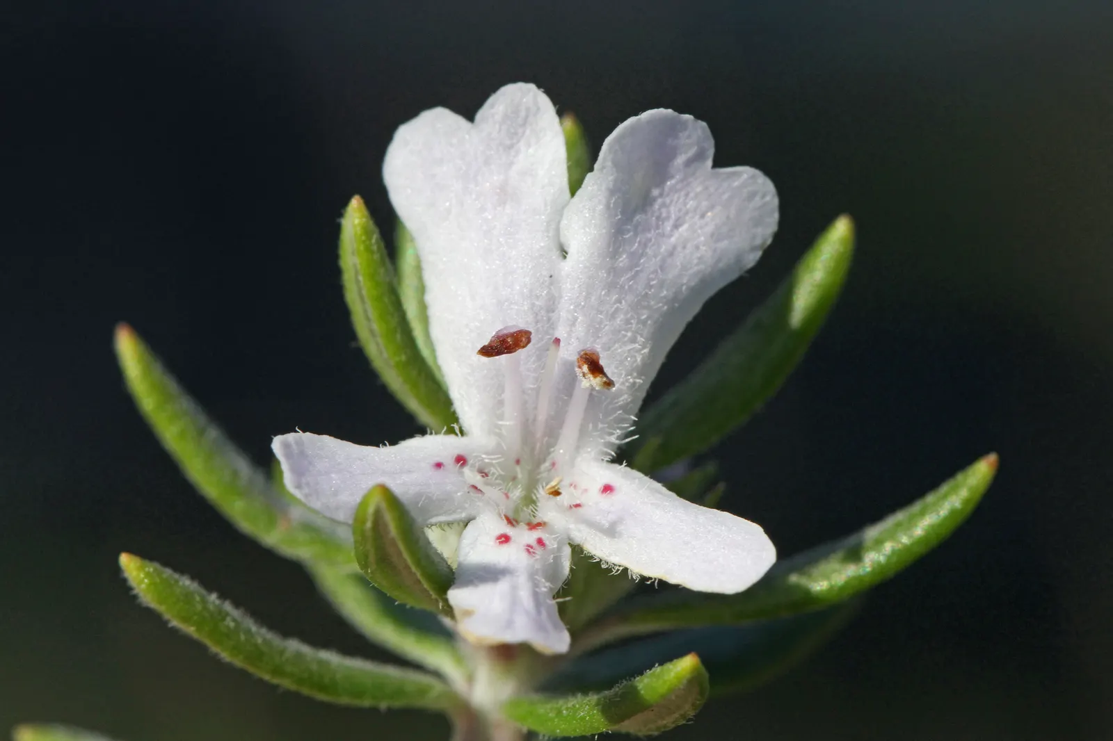 Coast Rosemary (Westringia fruticosa) — white to pale blue flowers that resemble those of the true rosemary