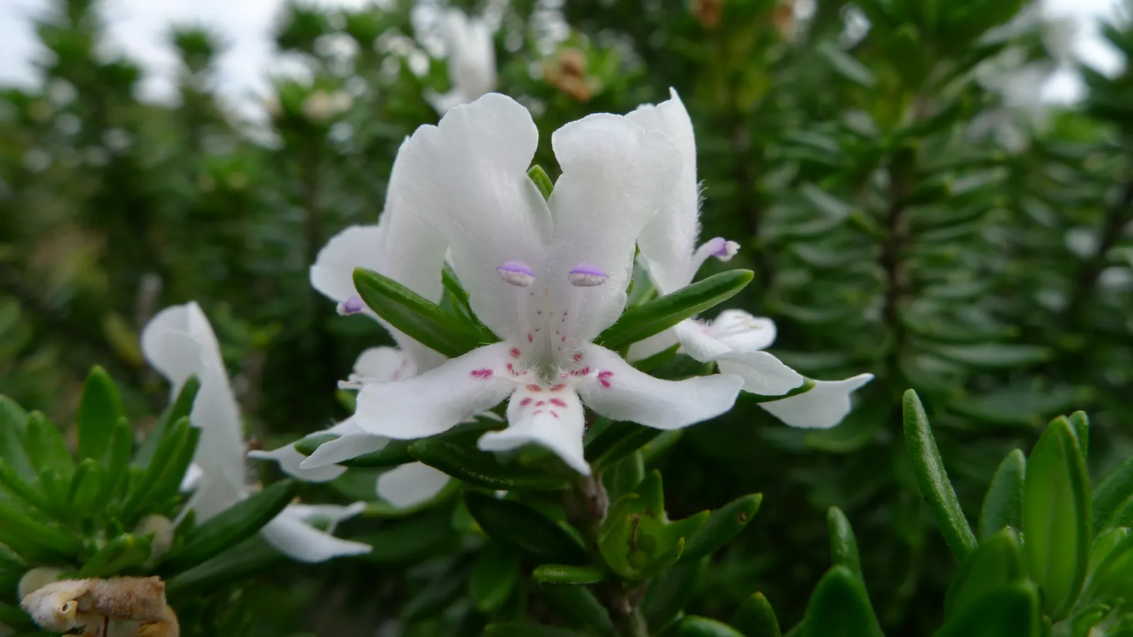 Coast Rosemary (Westringia fruticosa) — The Coast Rosemary (Westringia fruticosa) exudes hardiness and elegance with its needle-like