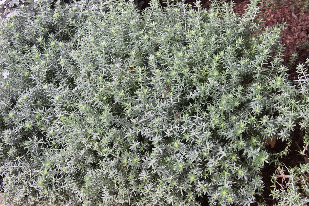 Coast Rosemary (Westringia fruticosa) — Zones 9-11 are optimal for this low-maintenance, versatile plant