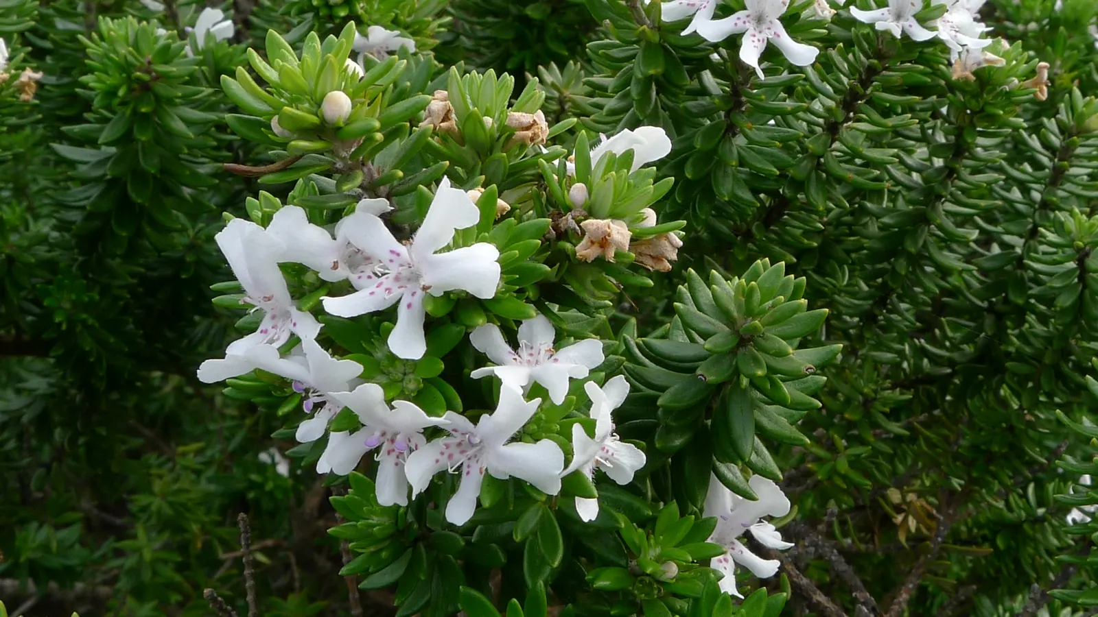 Coast Rosemary (Westringia fruticosa) — being able to withstand salt spray and strong winds; indeed