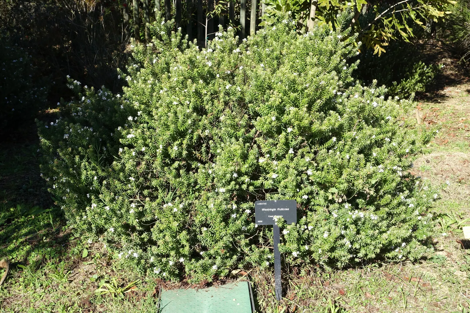 Coast Rosemary (Westringia fruticosa) — offering both aesthetic appeal and functionality; its drought resilience and salt tolerance make it ideal for coastal