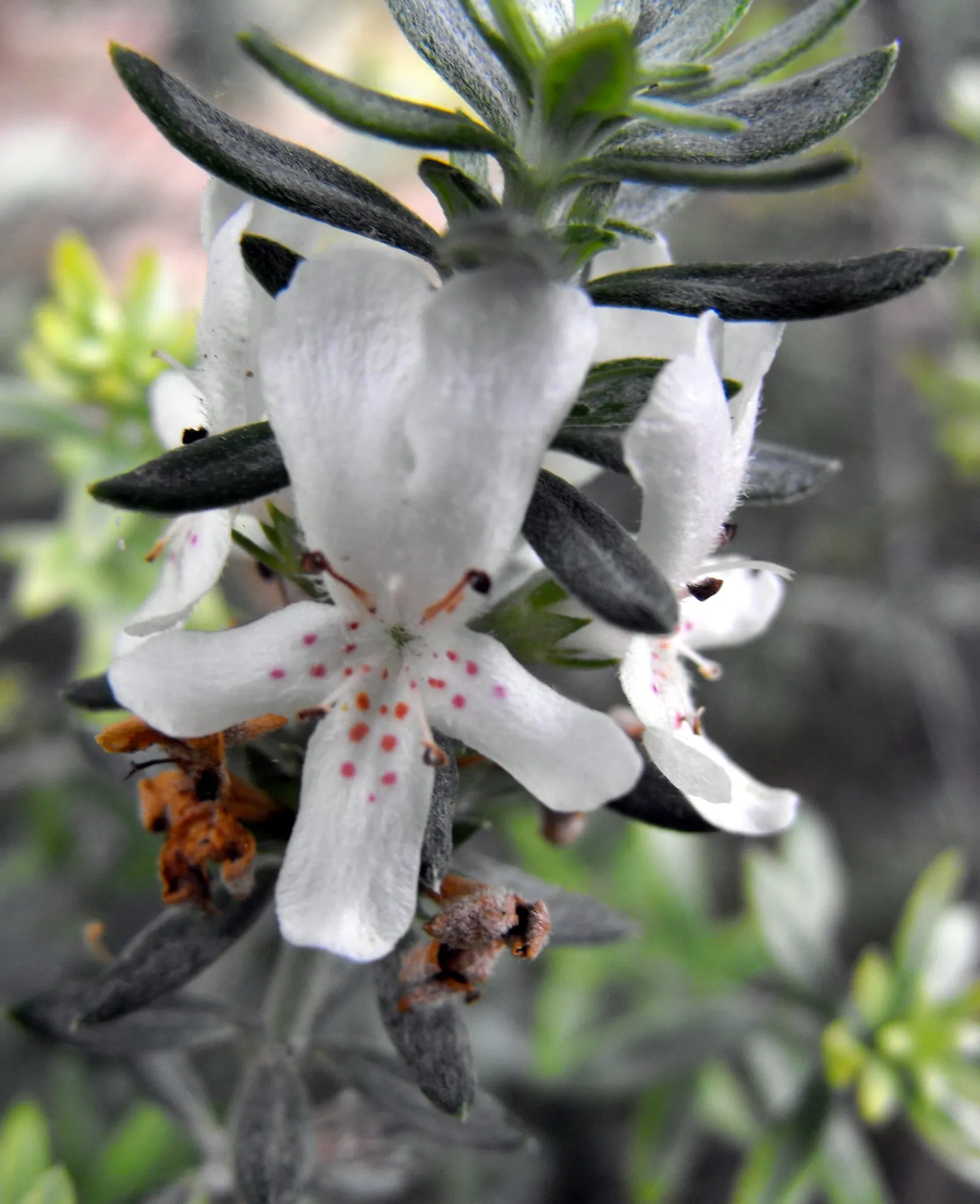Coast Rosemary (Westringia fruticosa) — Originating from Australia; this robust plant typically grows to 4-6 feet in height and width