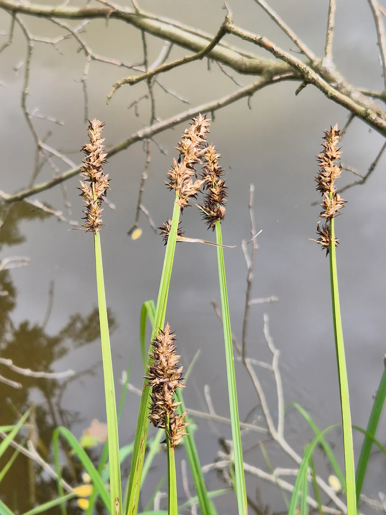 Fox Sedge (Carex Vulpinoidea) — ranging from moist to wet soils; these seeds provide vital nourishment to local wildlife, particularly birds