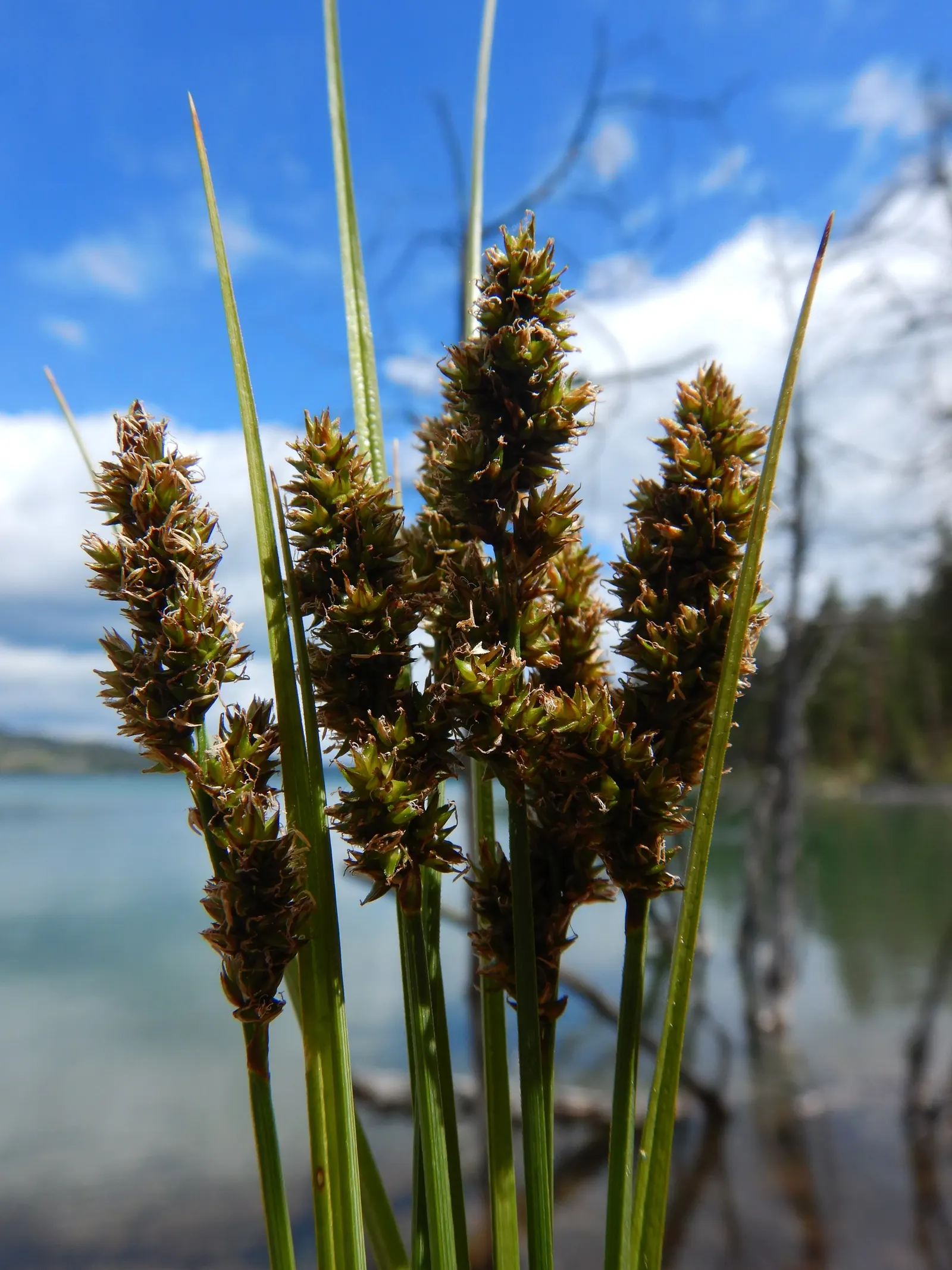 Fox Sedge (Carex Vulpinoidea) — When used in landscape design; fox Sedge typically forms dense, image 82
