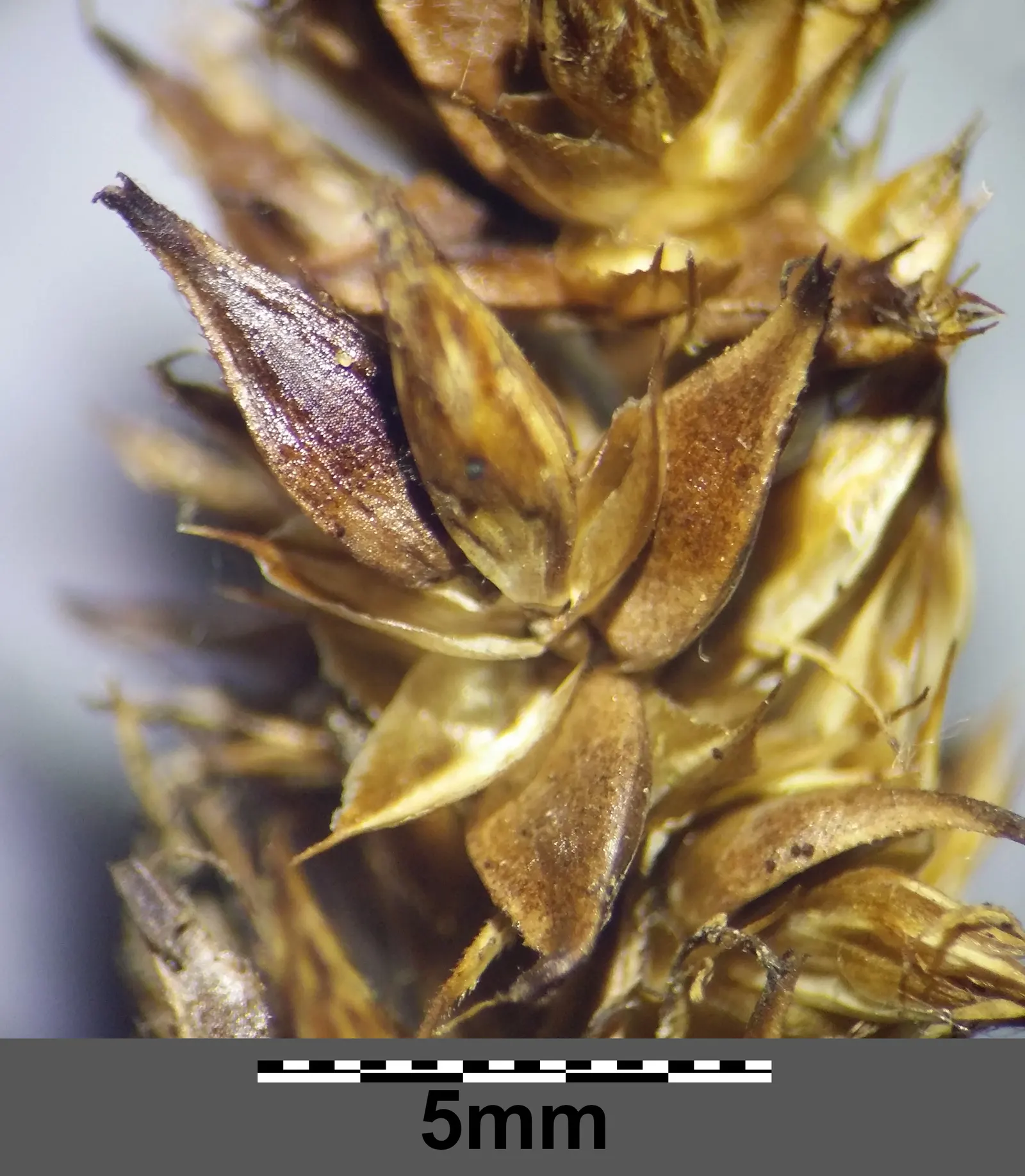 Fox Sedge (Carex Vulpinoidea) — it offers year-round interest and supports local wildlife; carex vulpinoidea, commonly known as Fox Sedge, adds a touch of wild