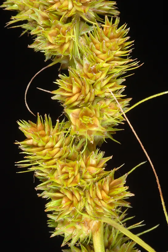 Fox Sedge (Carex Vulpinoidea) — spike-like seed heads that resemble the tail of a fox; grass with green blooms, image 80