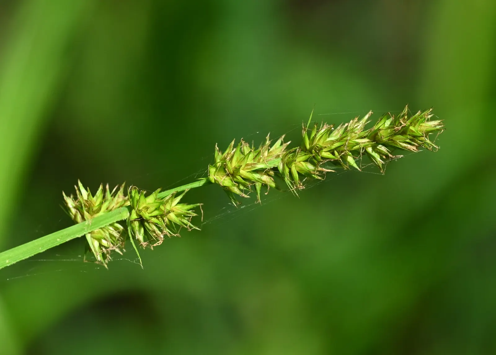 Fox Sedge (Carex Vulpinoidea) — Fox Sedge requires minimal care once established; flourishing in moist conditions and partial to full sun