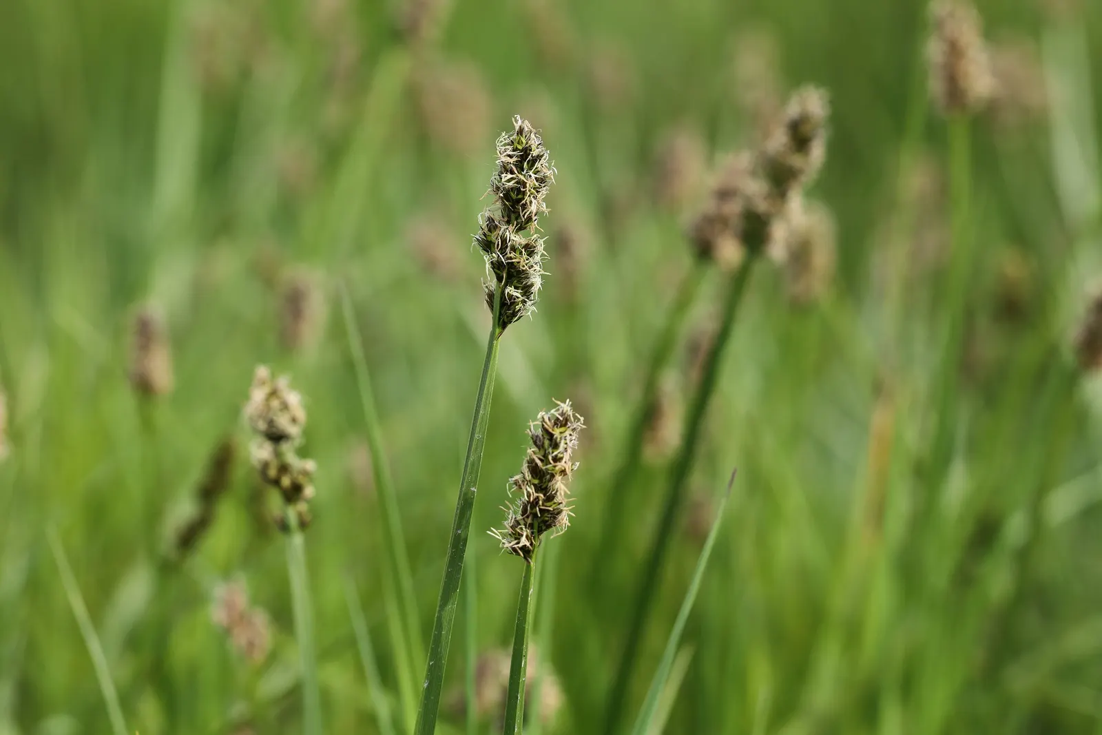 Fox Sedge (Carex Vulpinoidea) — Tolerant of partial shade, it ideally prefers full sun exposure for optimal development