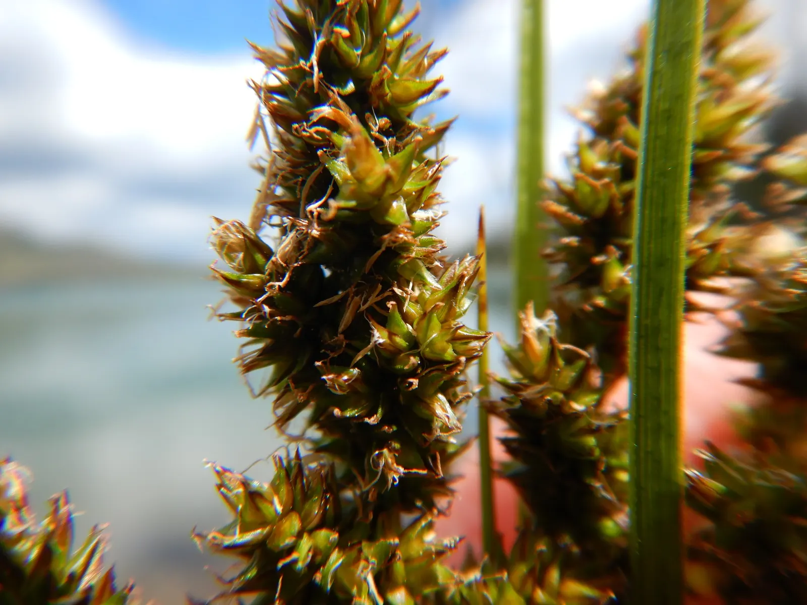 Fox Sedge (Carex Vulpinoidea) — grass with green blooms; fox Sedge serves as an effective groundcover