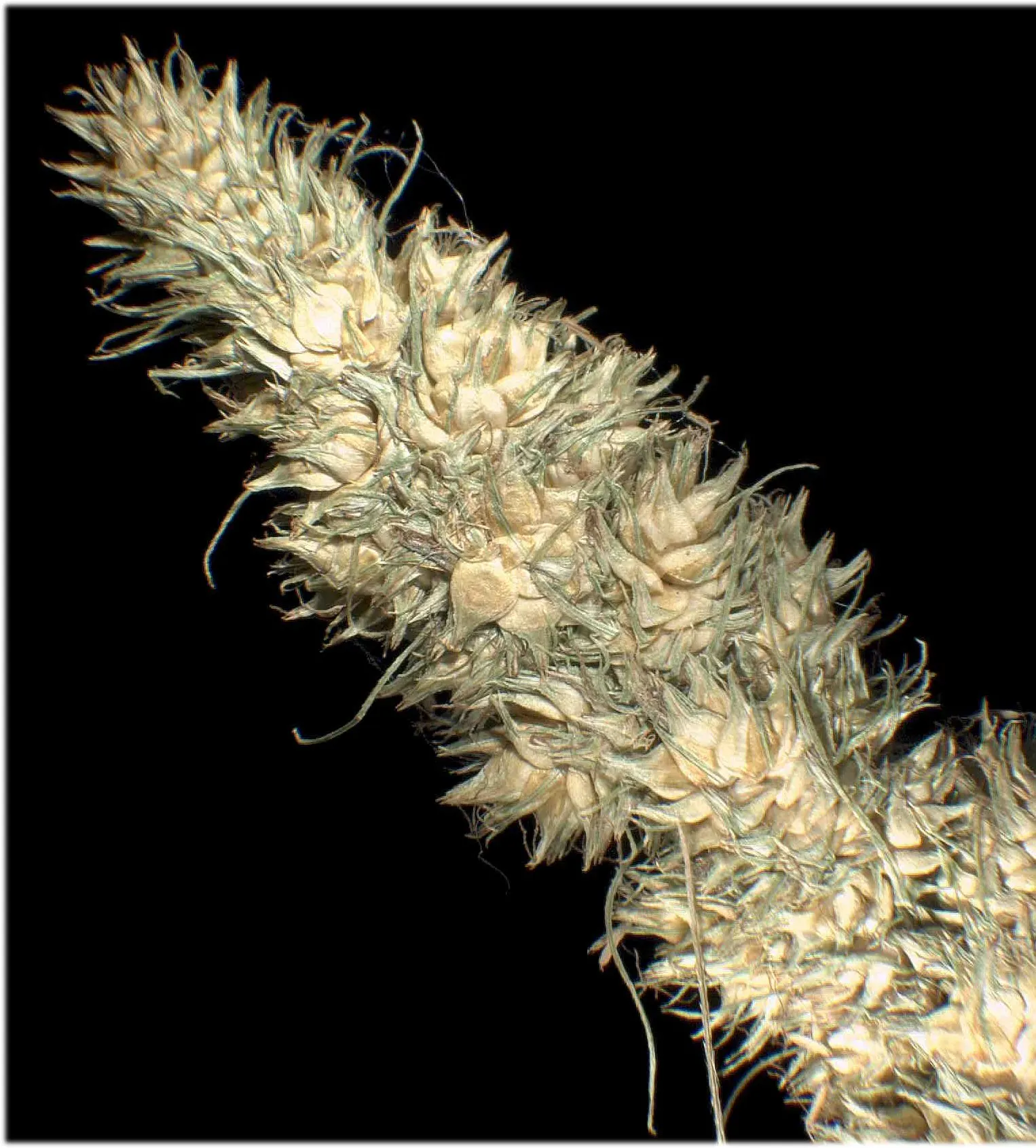 Fox Sedge (Carex Vulpinoidea) — spike-like seed heads that resemble the tail of a fox; grass with green blooms