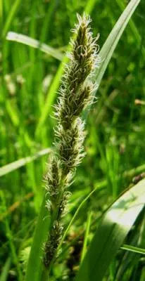 Fox Sedge (Carex Vulpinoidea) — grass-like appearance.<br><br>Flowering between May and July, image 47