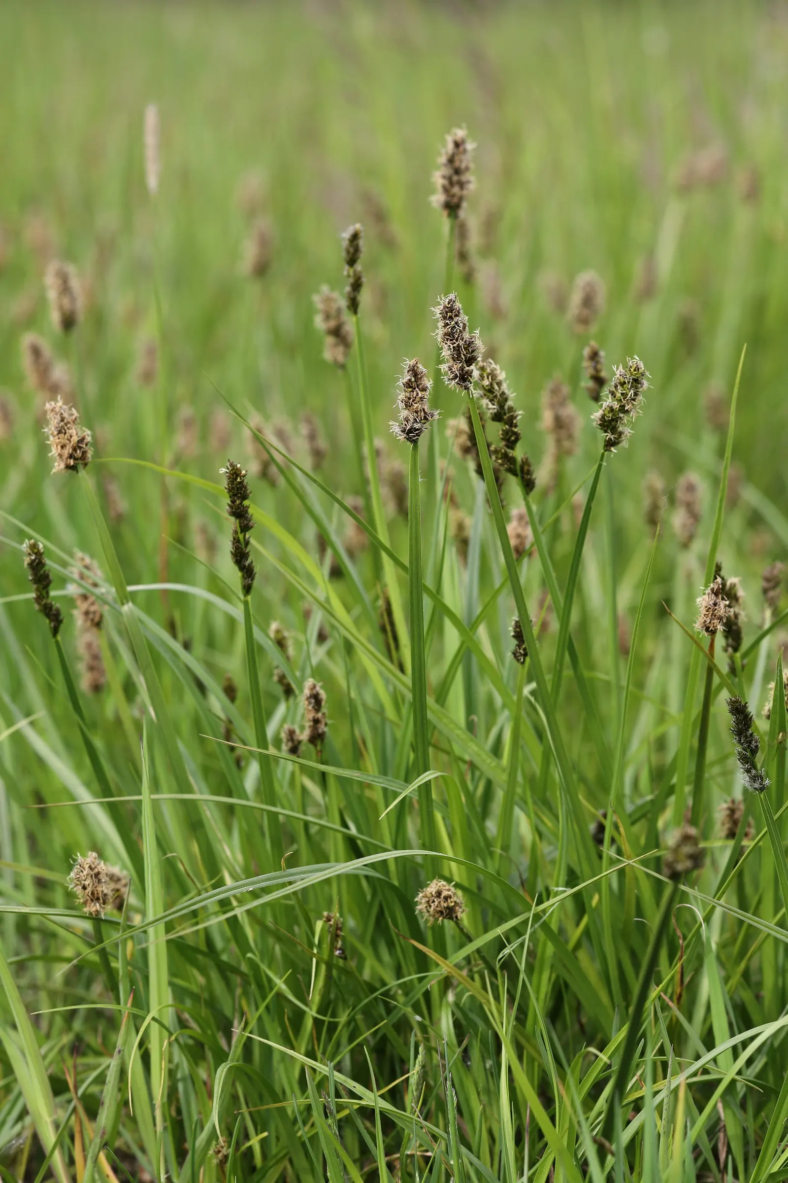 Fox Sedge (Carex Vulpinoidea) — or as a natural backdrop for more vibrantly colored plants.<br><br>Easy to maintain