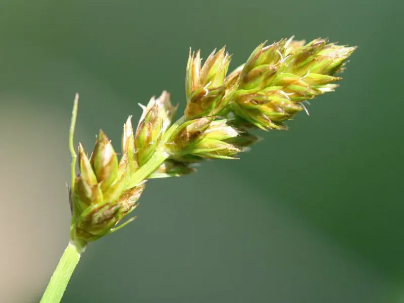 Fox Sedge (Carex Vulpinoidea) — When used in landscape design; fox Sedge typically forms dense