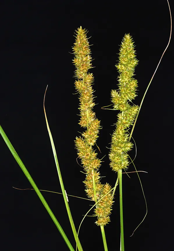 Fox Sedge (Carex Vulpinoidea) — Ideal for rain gardens or naturalized areas; enhancing biodiversity in garden settings, image 68