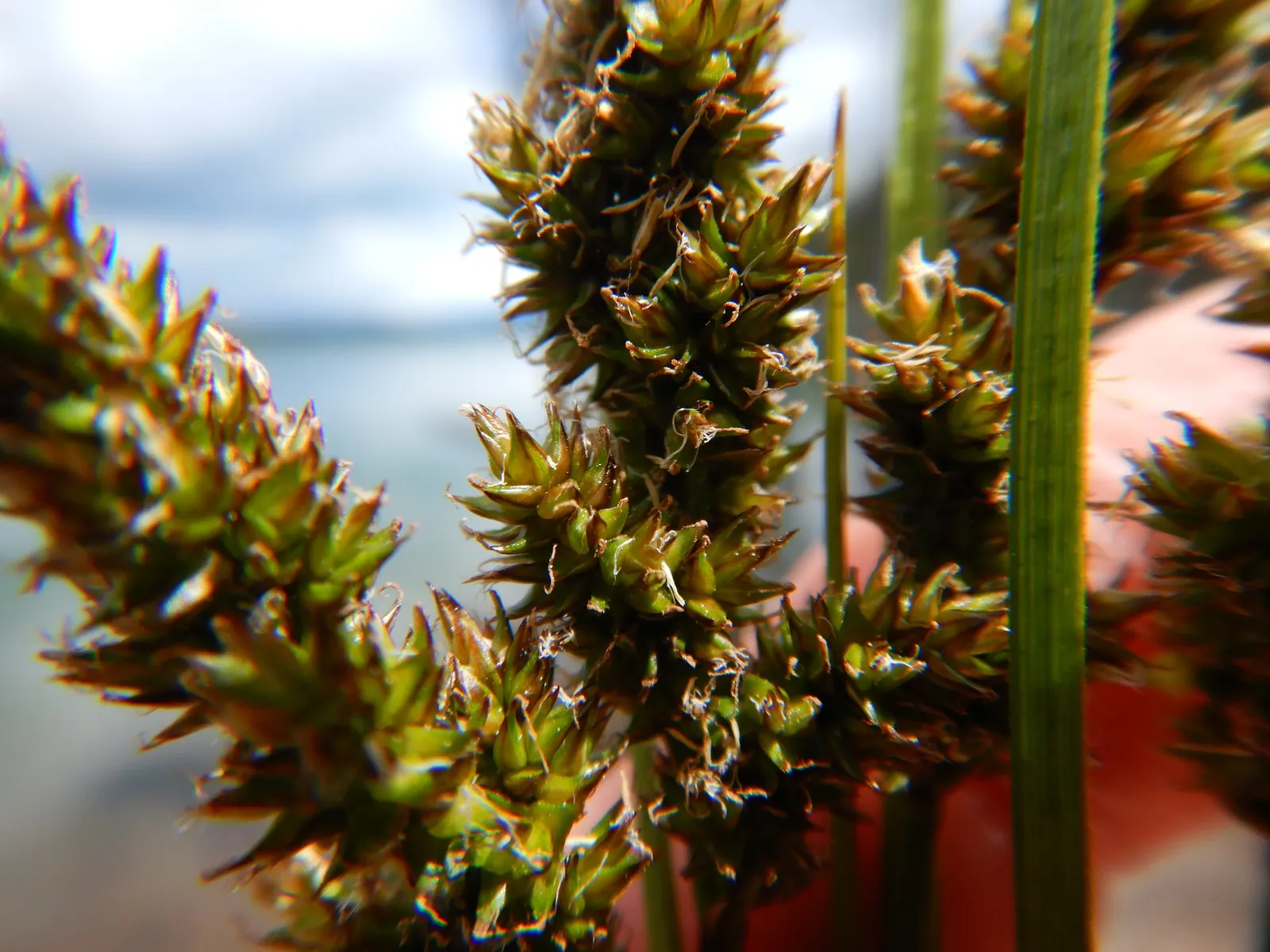 Fox Sedge (Carex Vulpinoidea) — tufted clumps reaching heights of 1 to 3 feet with a similar spread