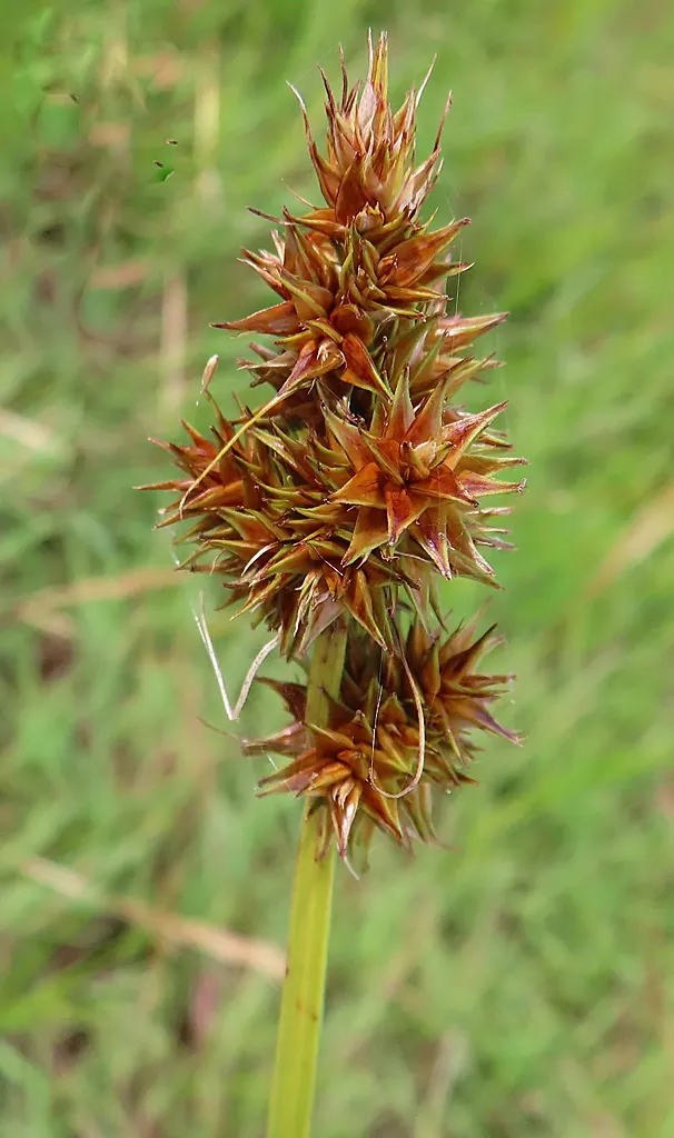 Fox Sedge (Carex Vulpinoidea) — arching green leaves that lend a fine-textured; commonly known as Fox Sedge, image 77