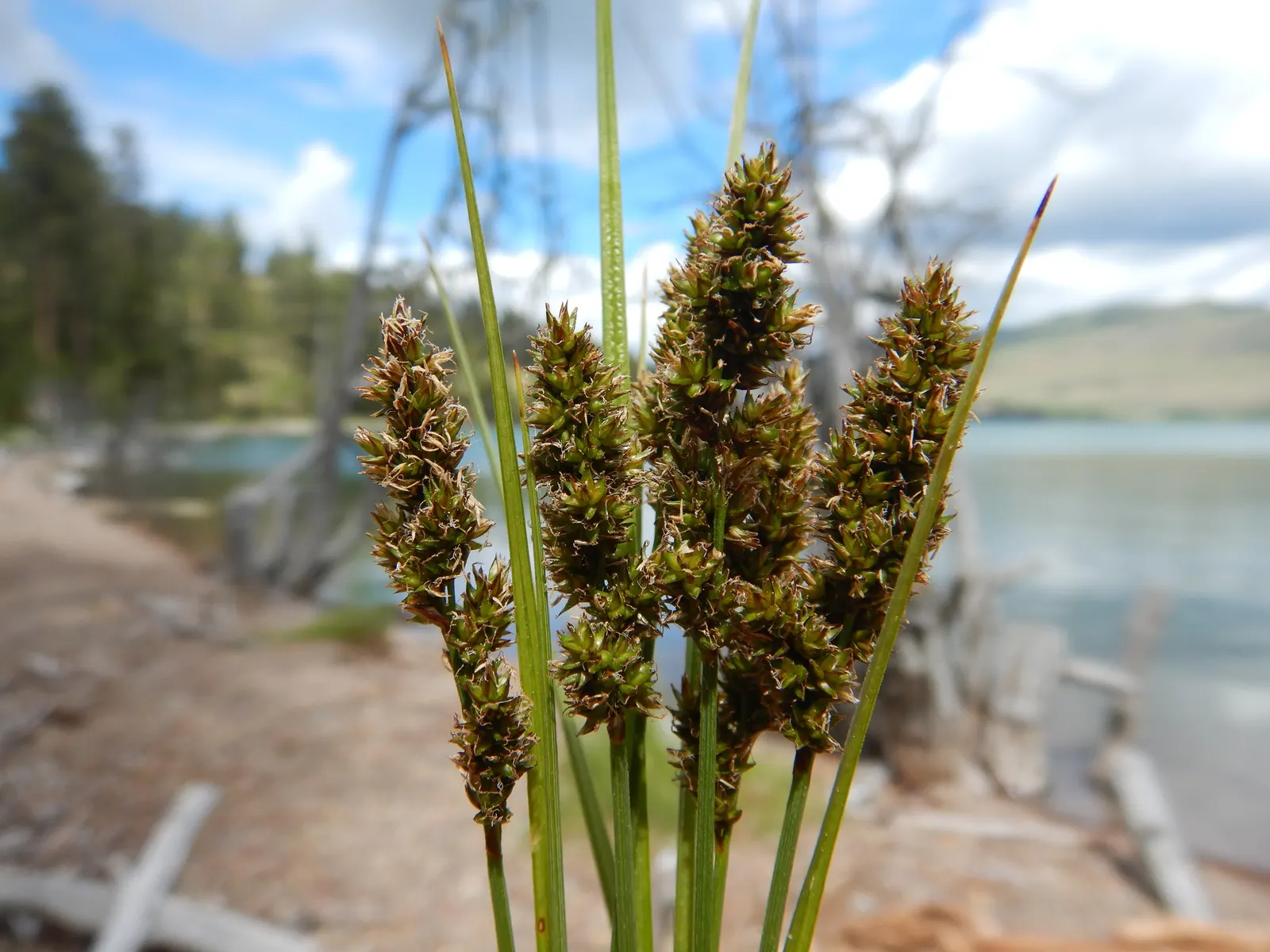 Fox Sedge (Carex Vulpinoidea) — Fox Sedge produces bristly; fox Sedge requires minimal care once established, image 79