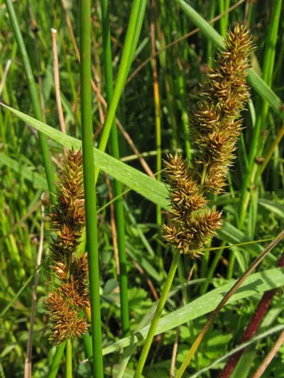 Fox Sedge (Carex Vulpinoidea) — This sedge is esteemed for its capacity to flourish in a wide array of conditions; ranging from moist to wet soils, image 73