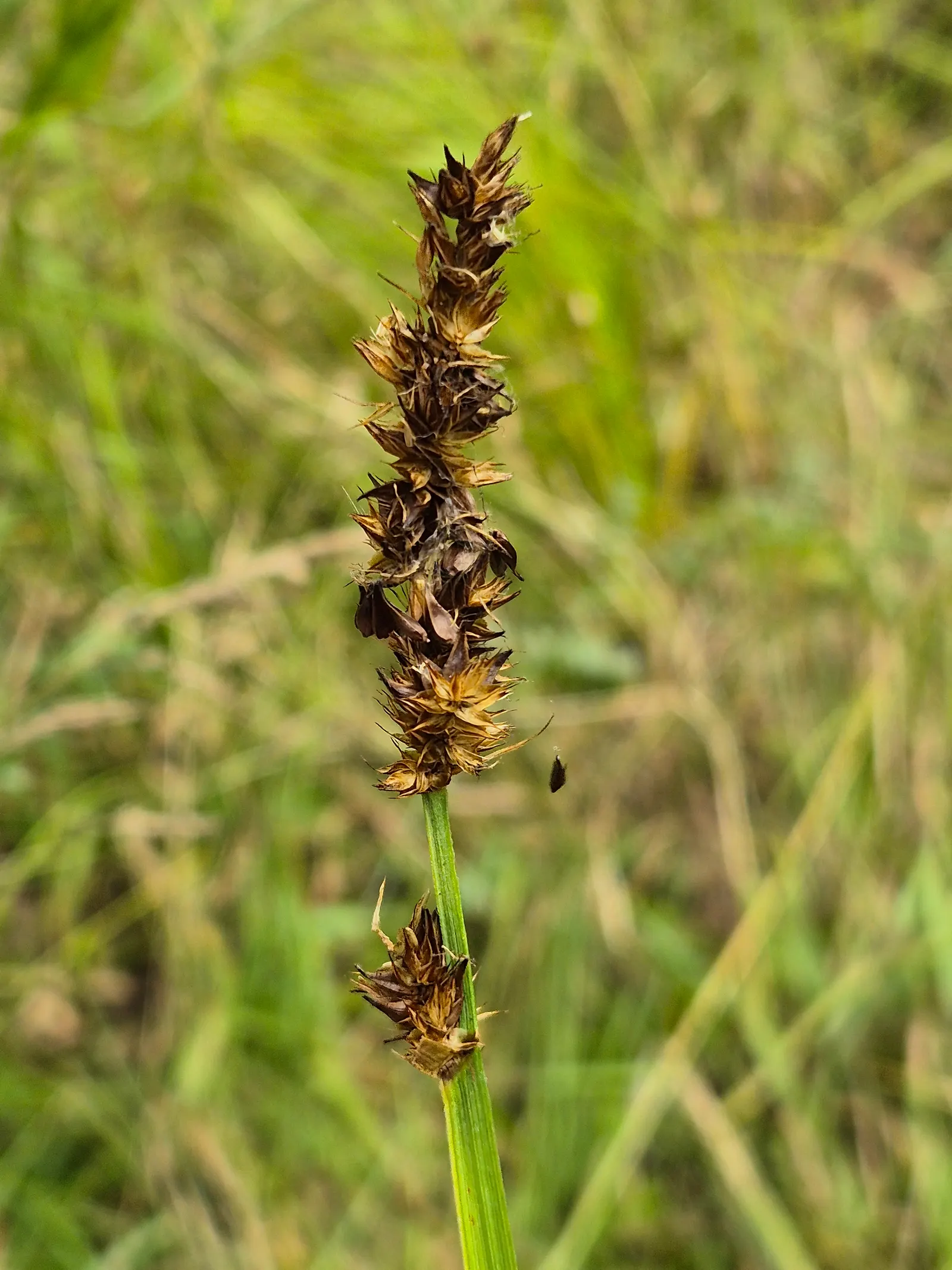 Fox Sedge (Carex Vulpinoidea) — grass with green blooms