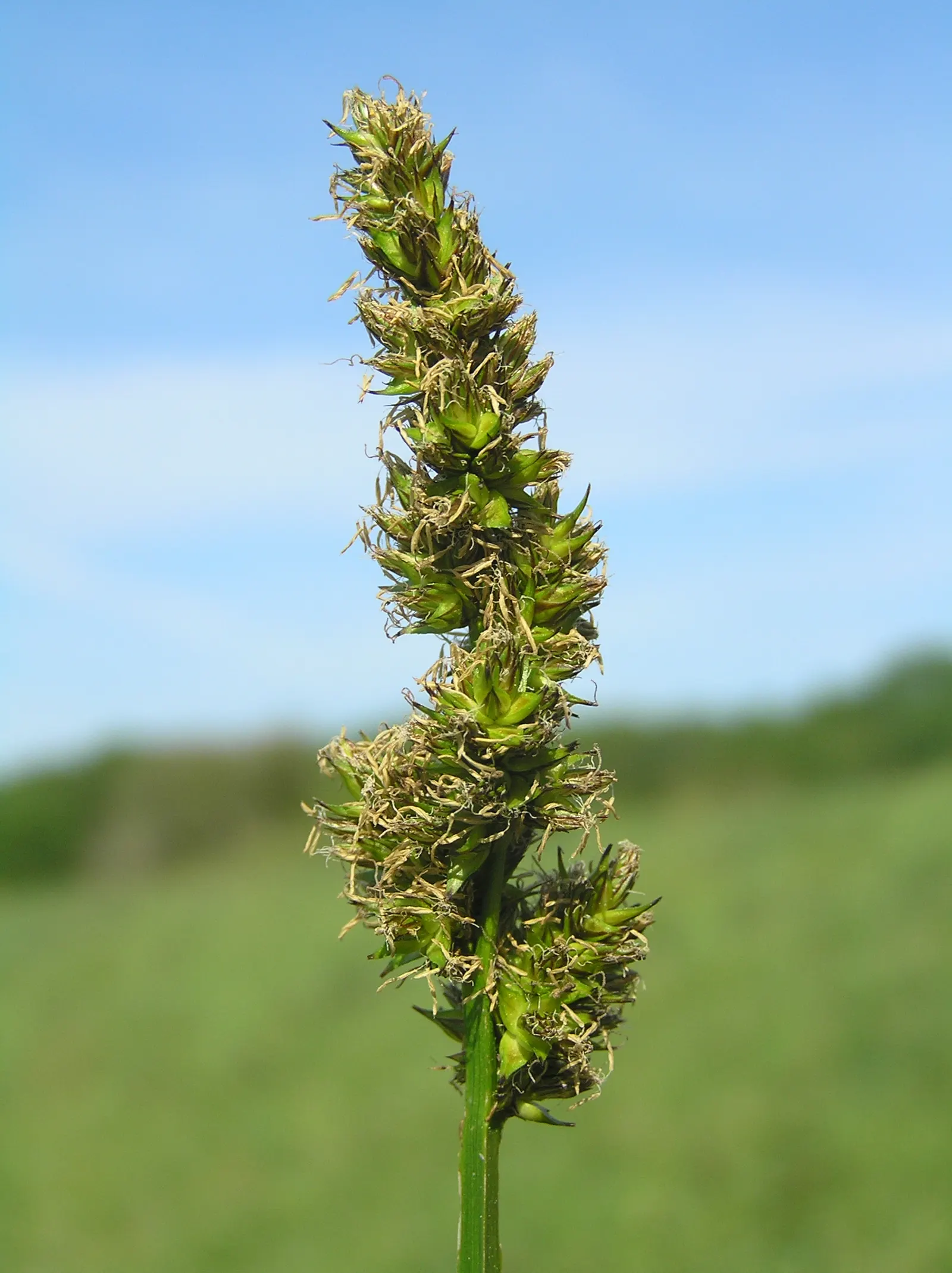 Fox Sedge (Carex Vulpinoidea) — though it can benefit from division every few years to rejuvenate and manage its growth; is a versatile and, image 86