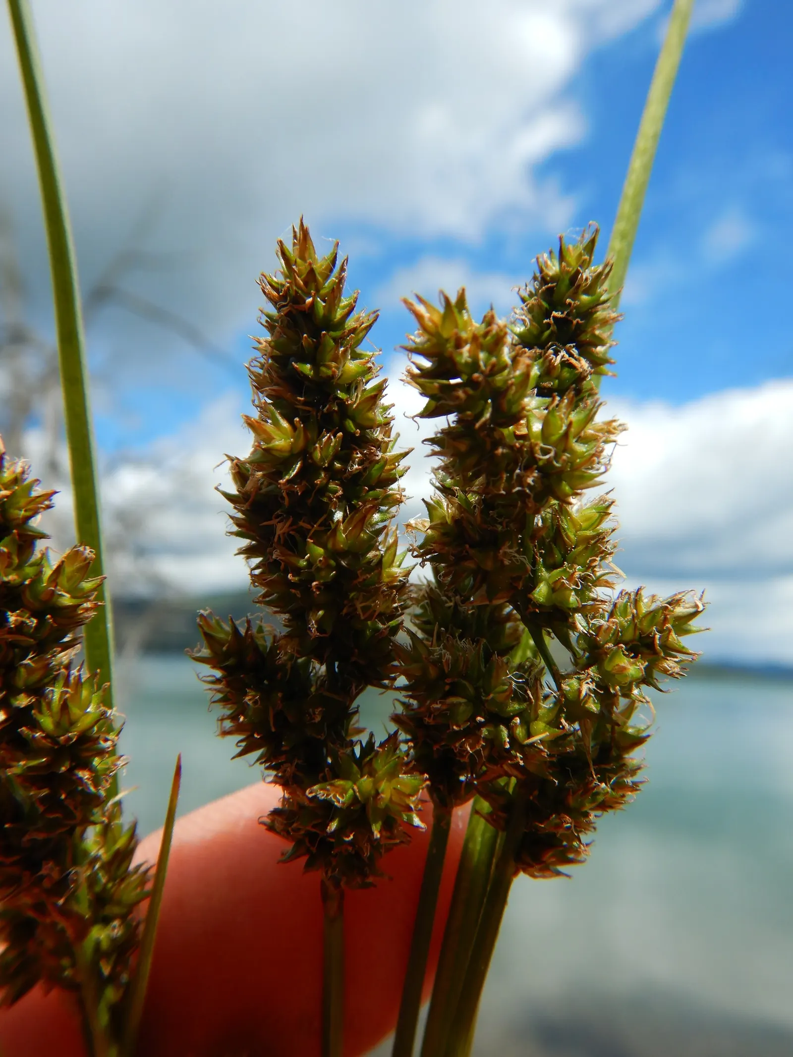 Fox Sedge (Carex Vulpinoidea) — enhancing biodiversity in garden settings; or as a natural backdrop for more vibrantly colored plants.<br><br>Easy, image 70