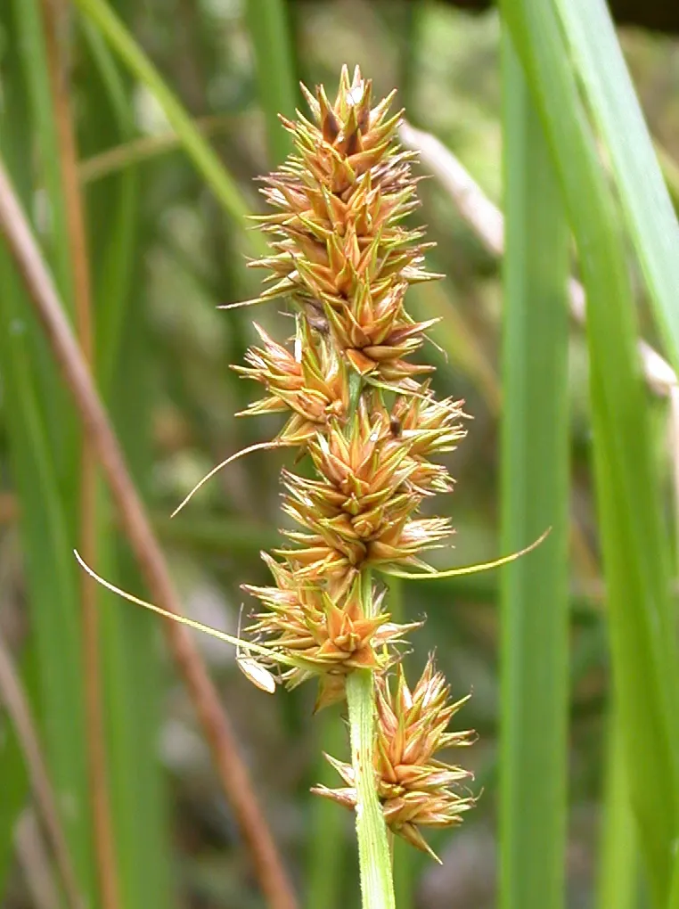Fox Sedge (Carex Vulpinoidea) — commonly known as Fox Sedge