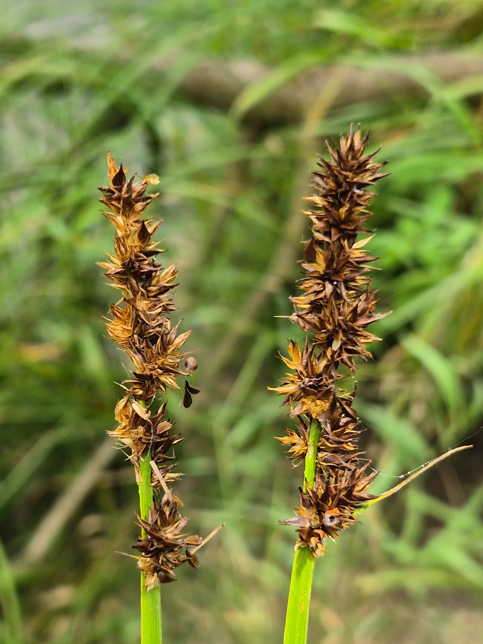 Fox Sedge (Carex Vulpinoidea) — Fox Sedge typically forms dense; when integrating Fox Sedge into a landscape